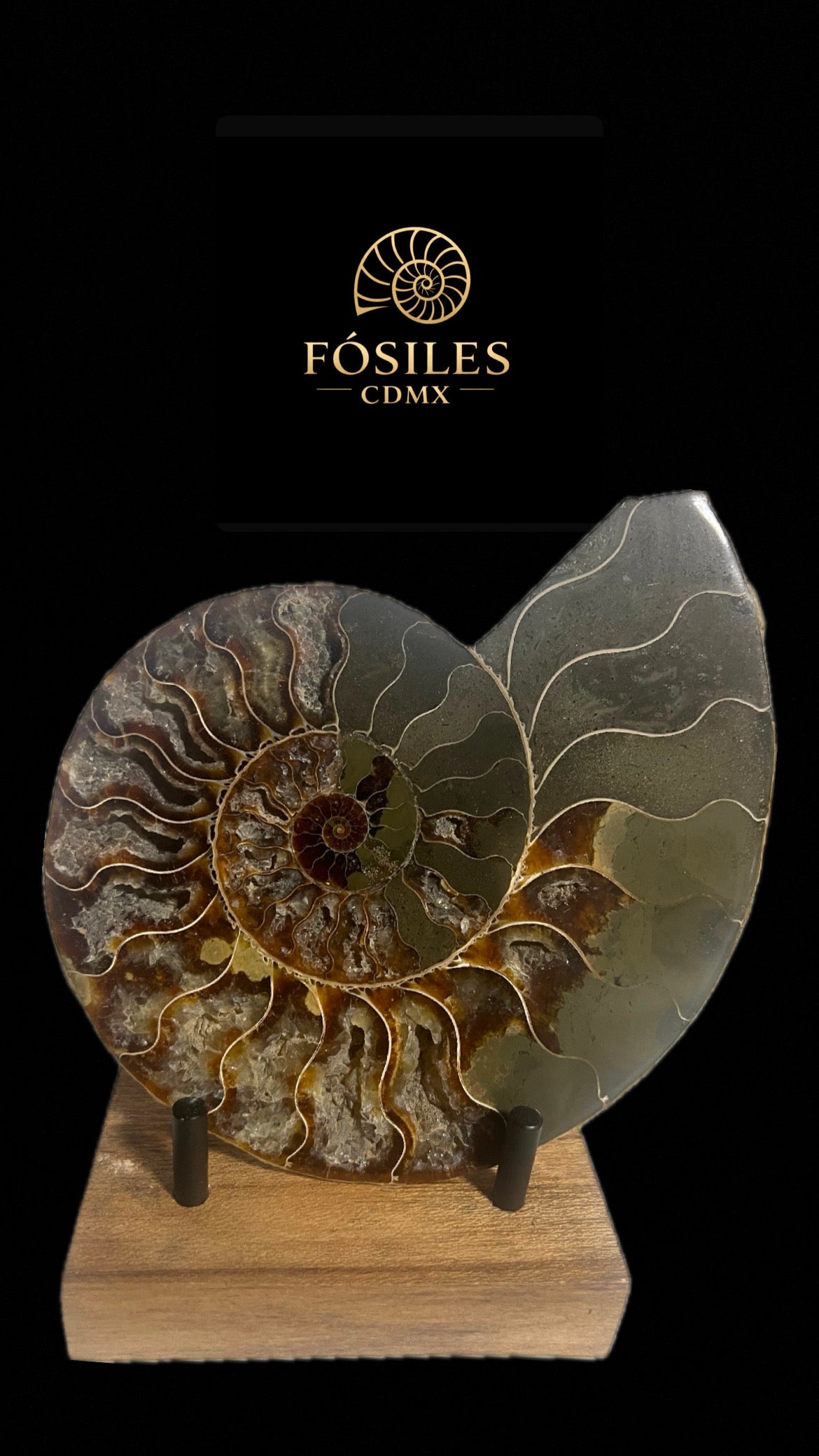 Amonite cleoniceras-18cm