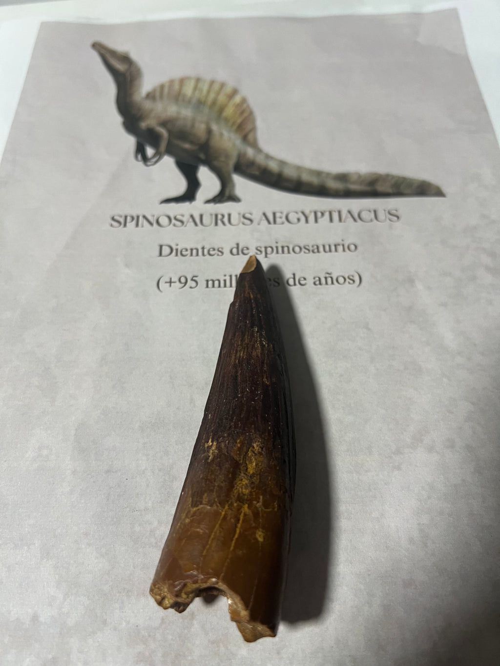Gran diente de spinosaurio-12cm