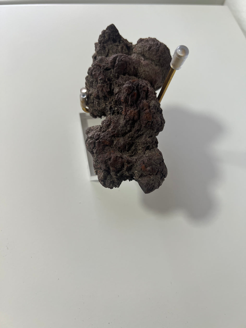 Coprolito de dinosaurio-4x9cm