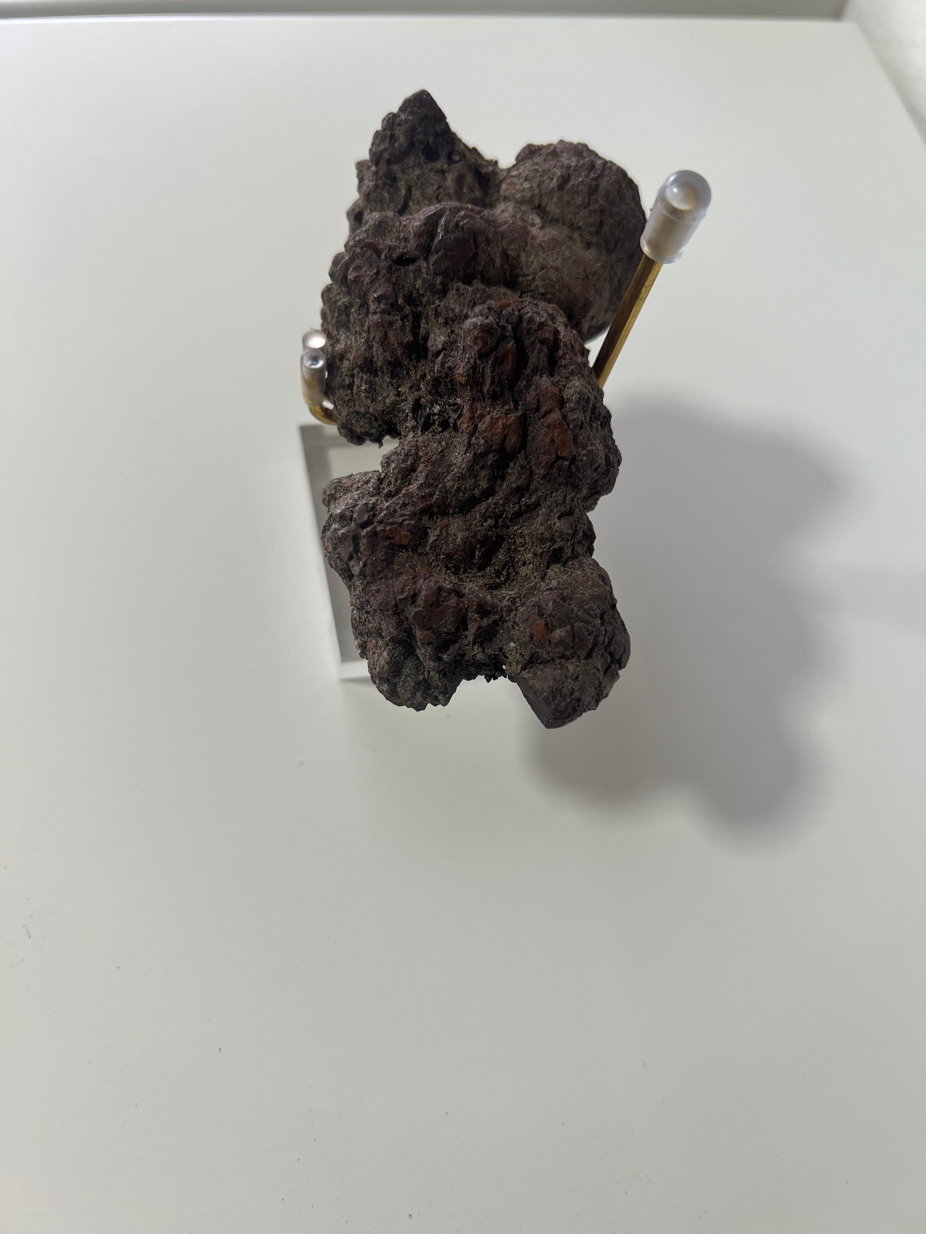 Coprolito de dinosaurio-4x9cm