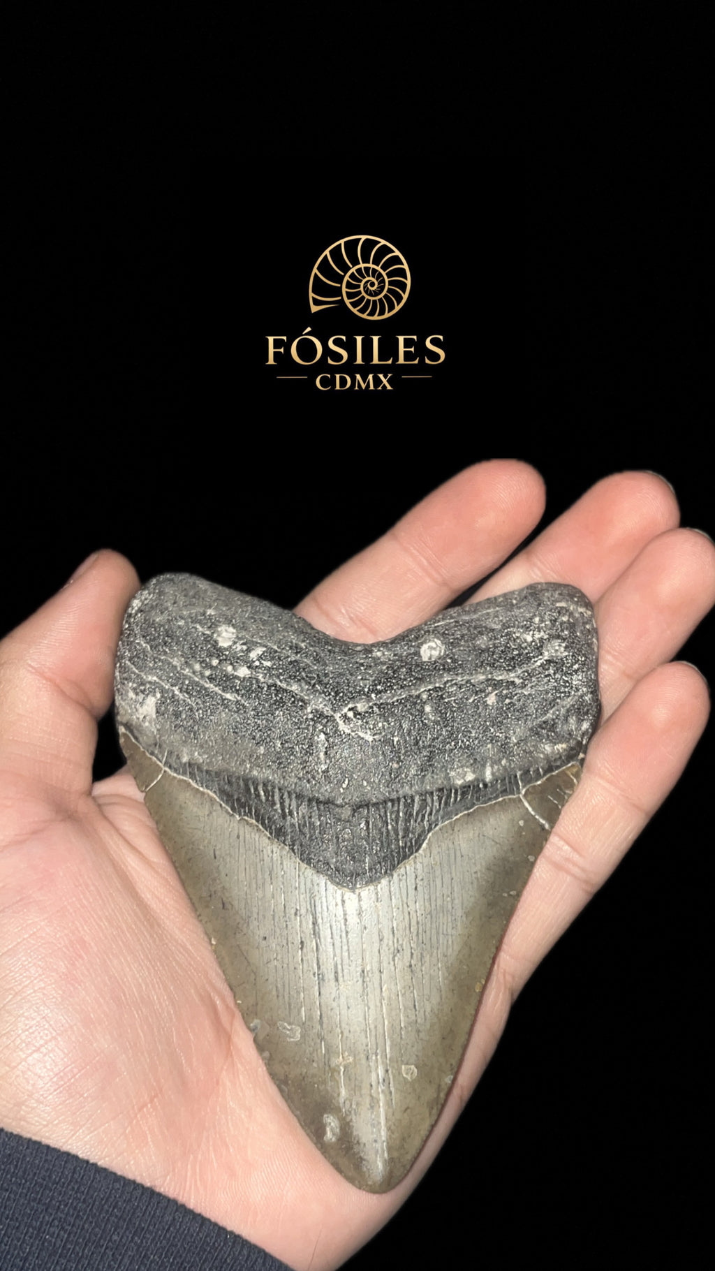 Diente de megalodon-14cm