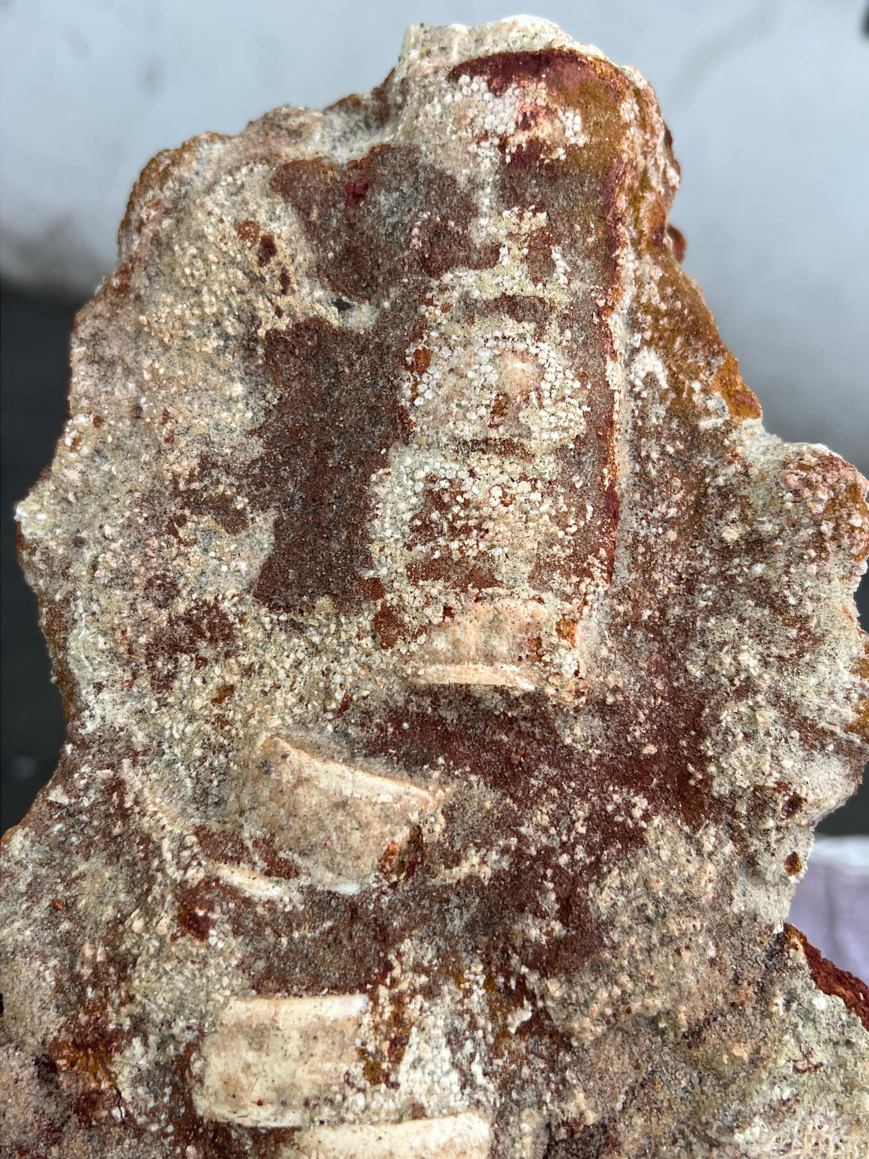 Onchopristis (Vértebras, piel, escamas y microdientes)