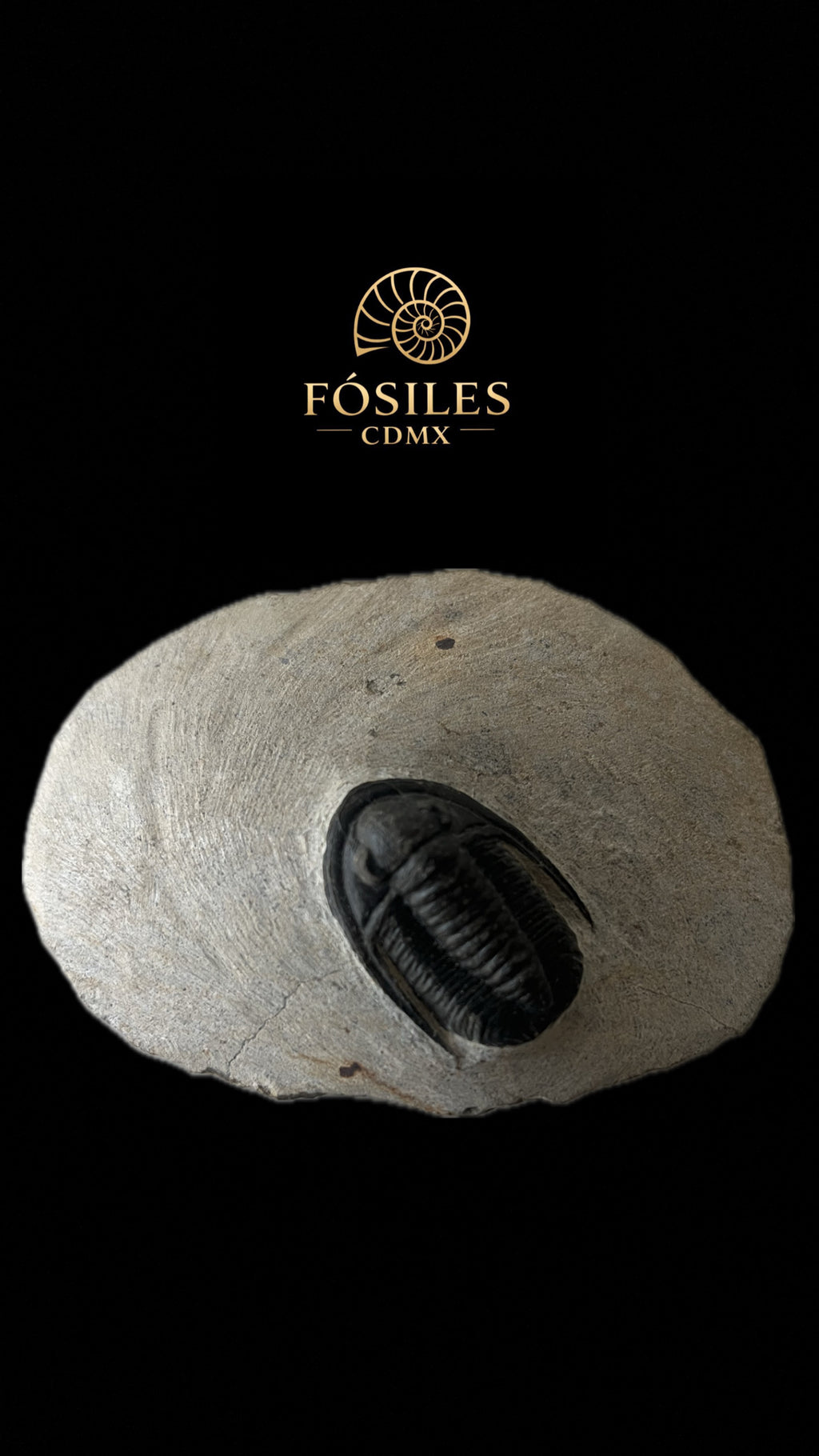 Trilobite cornuproteus -10cm