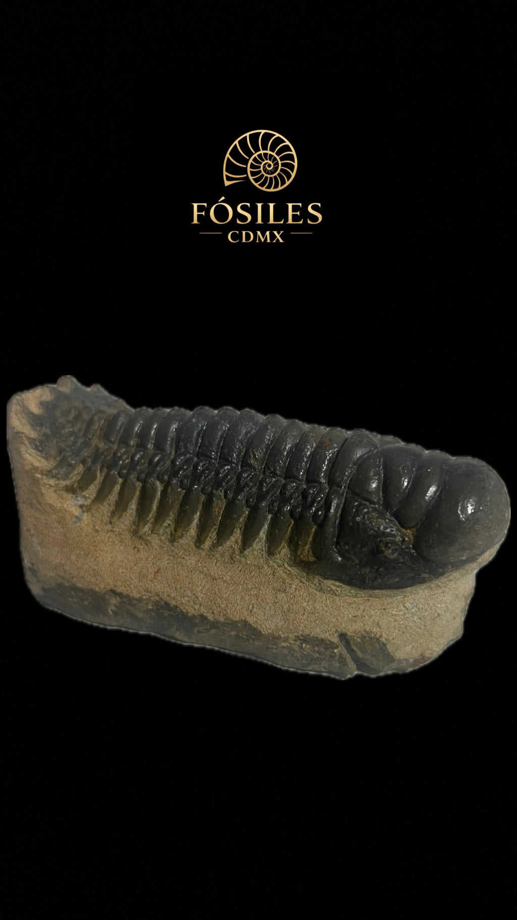 Trilobite phacops-14cm