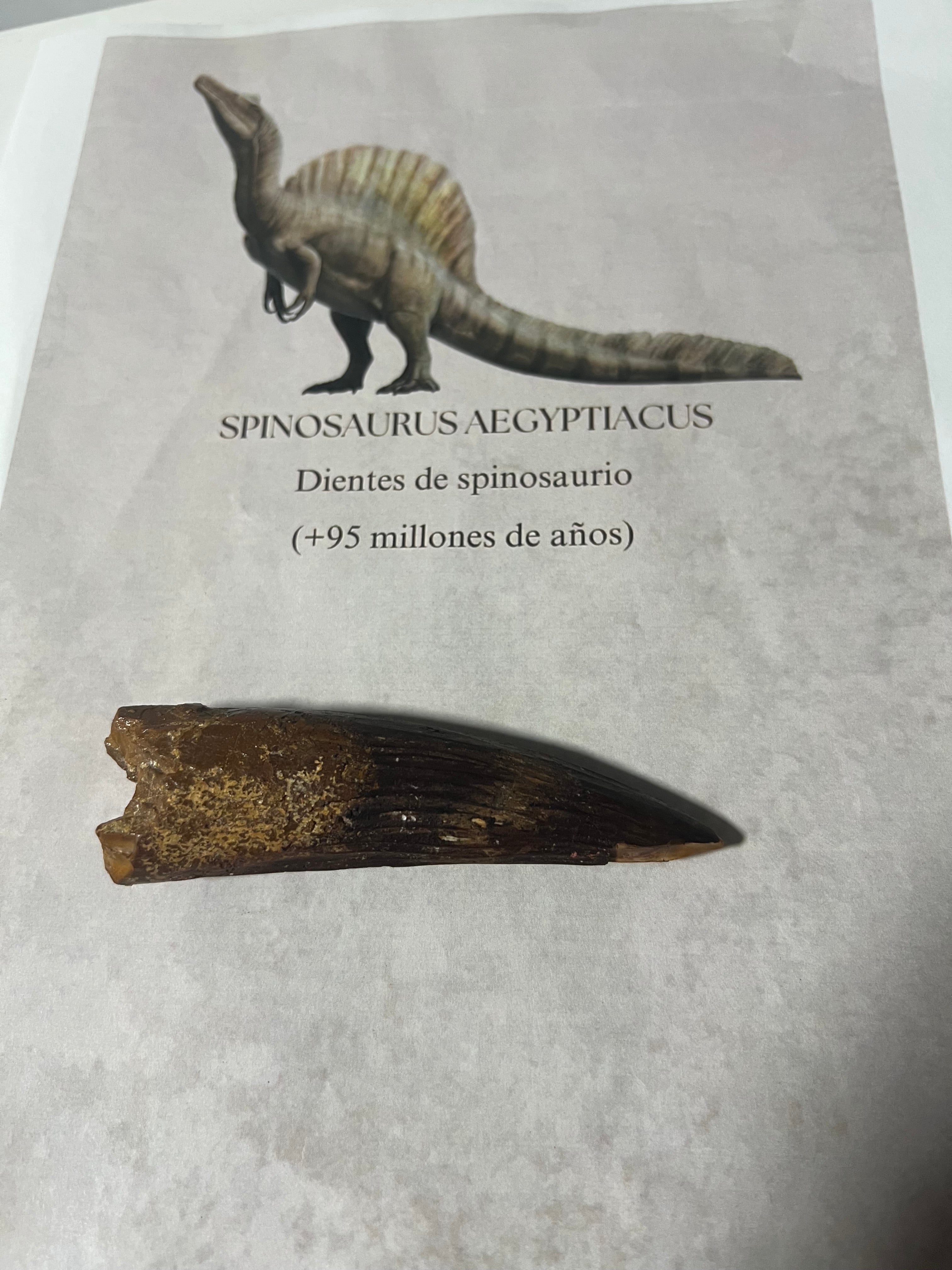 Gran diente de spinosaurio-12cm
