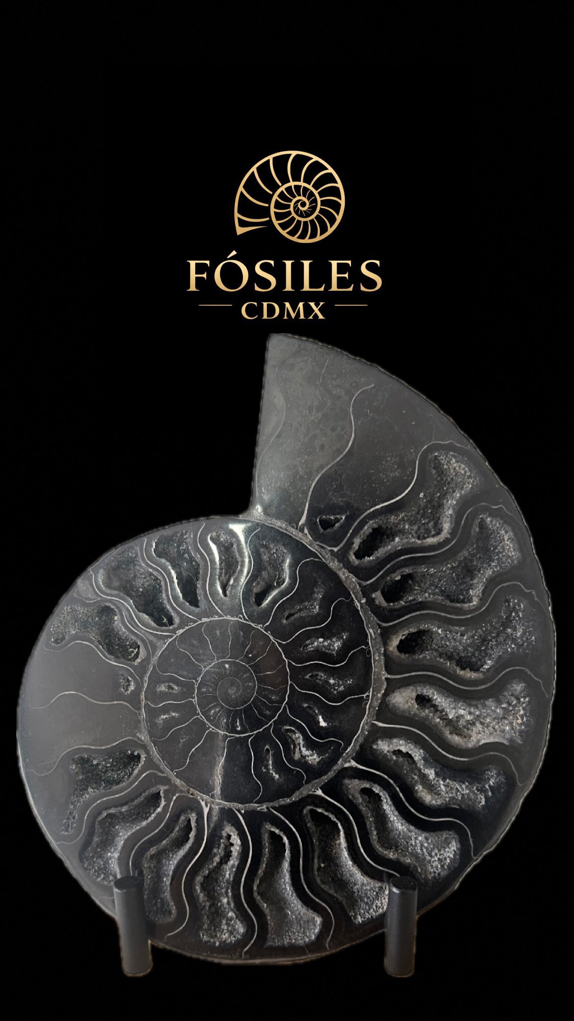 Amonite cleoniceras negro pulido -15x15cm
