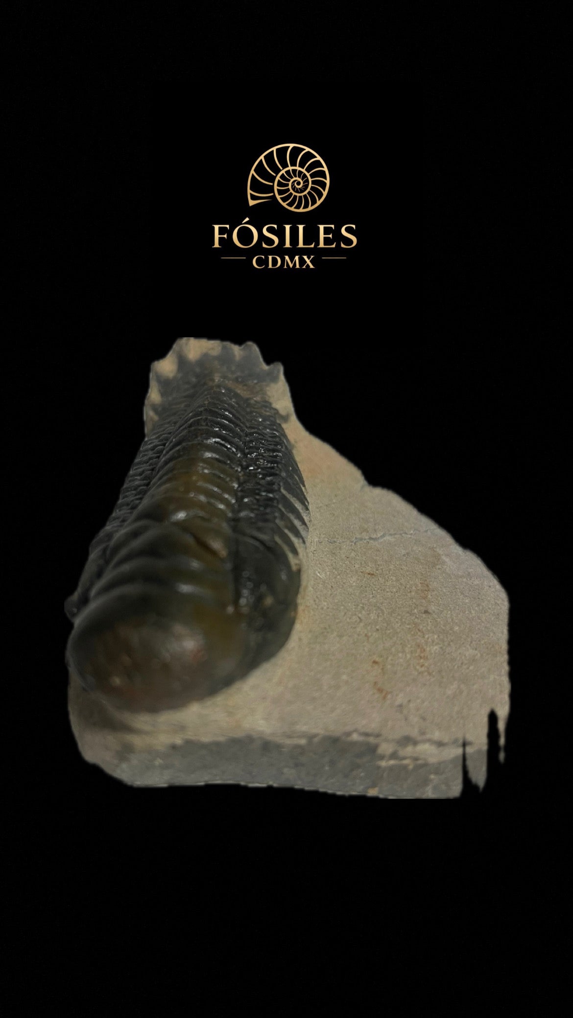 Trilobite phacops-14cm