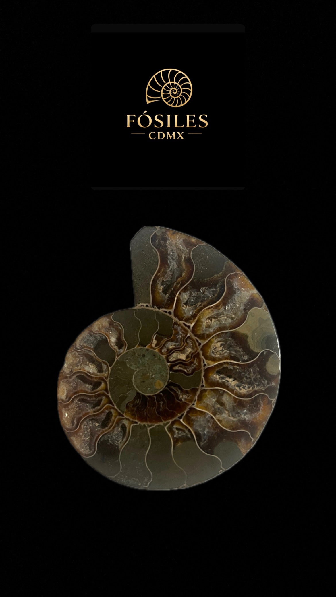 Par Amonite cleoniceras-10cm