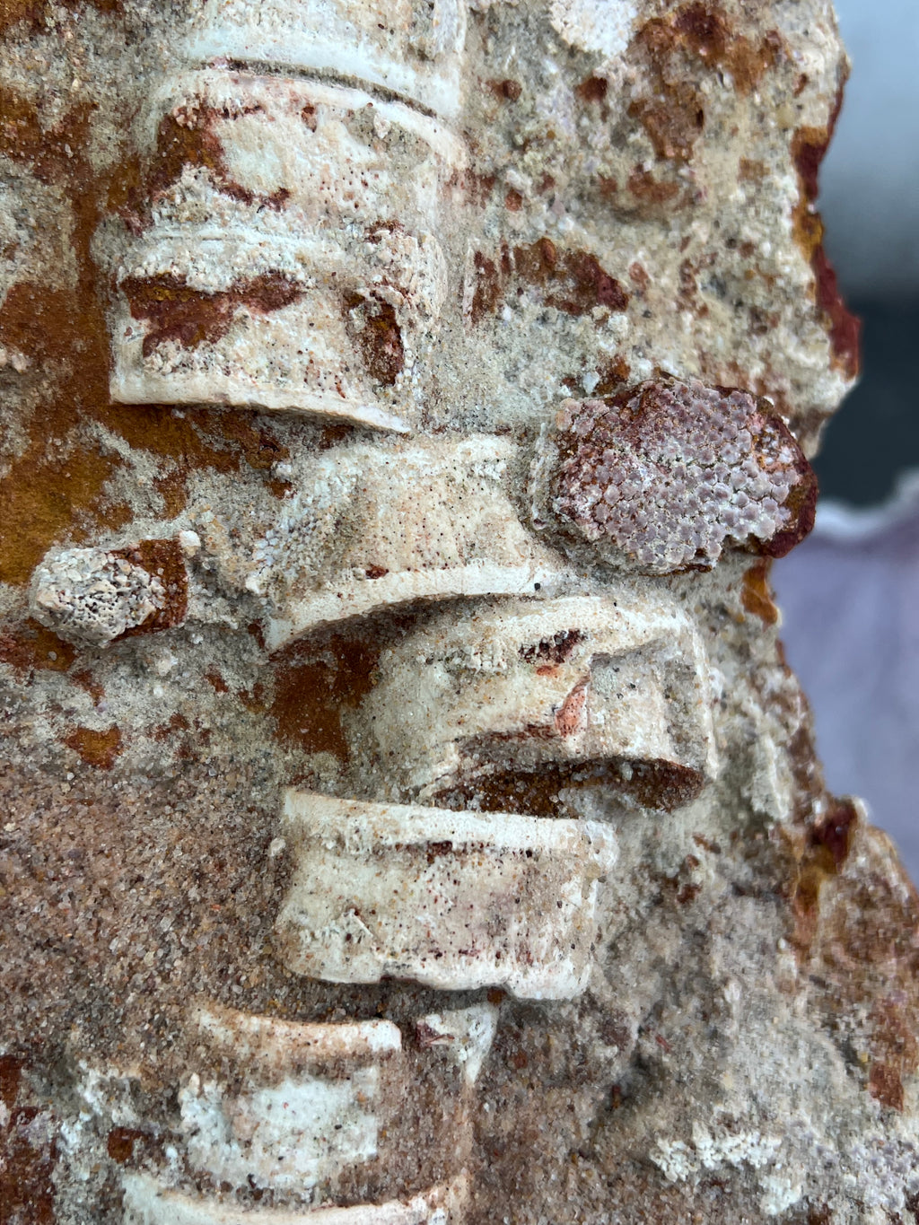 Onchopristis (Vértebras, piel, escamas y microdientes)