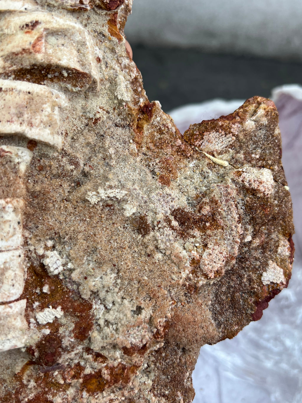 Onchopristis (Vértebras, piel, escamas y microdientes)