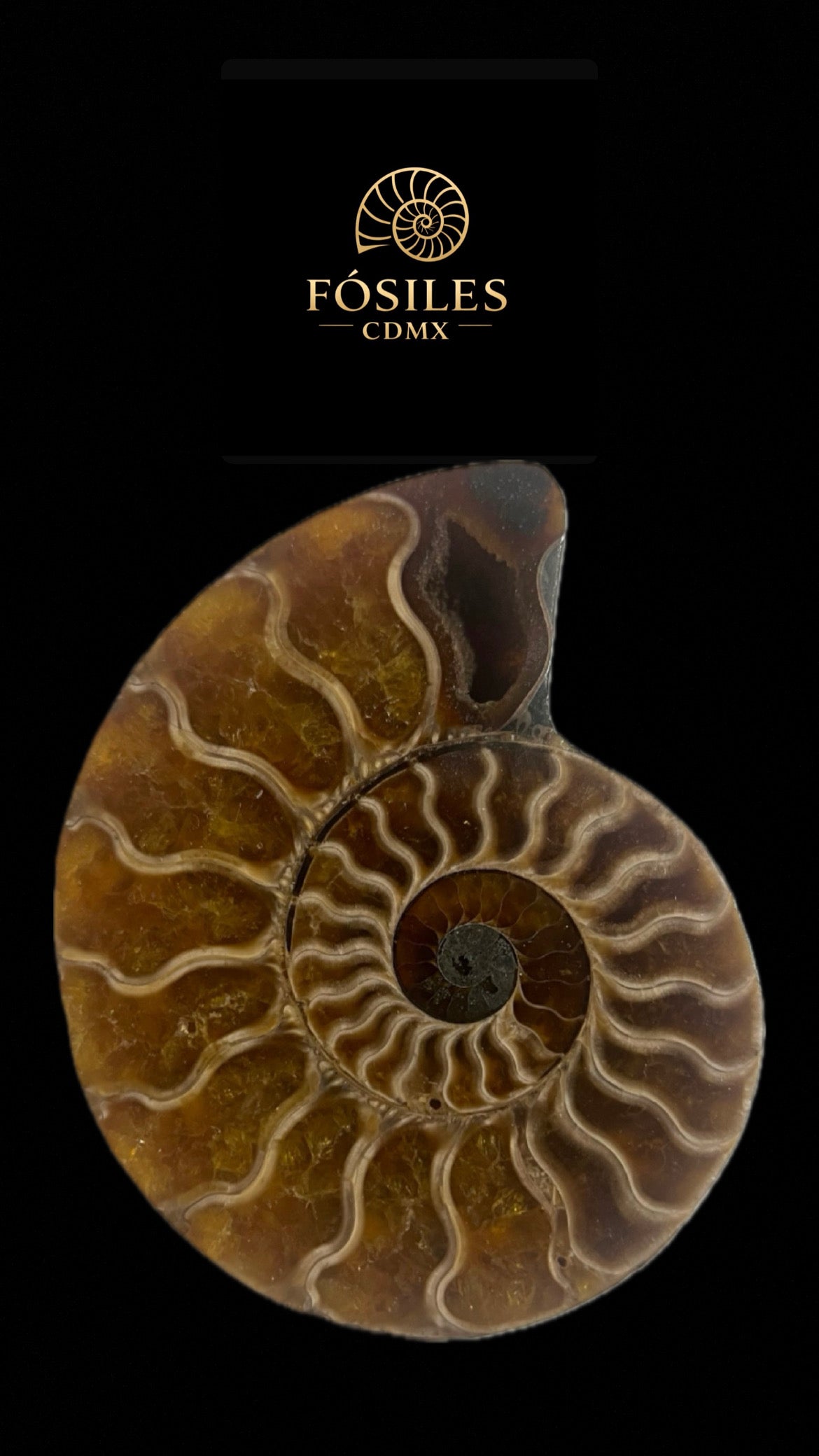 Amonite cleoniceras-11cm