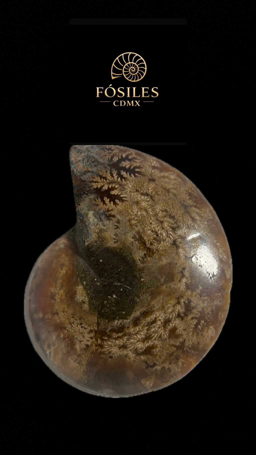 Amonite cleoniceras-11cm