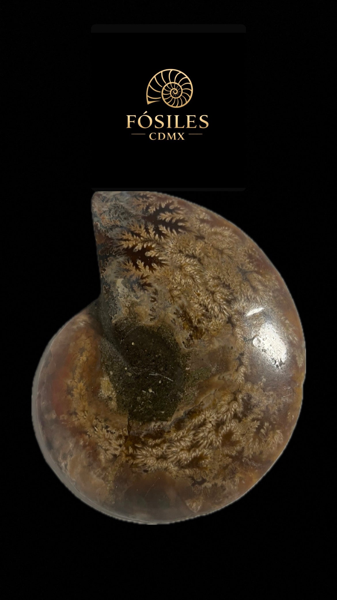 Amonite cleoniceras-11cm