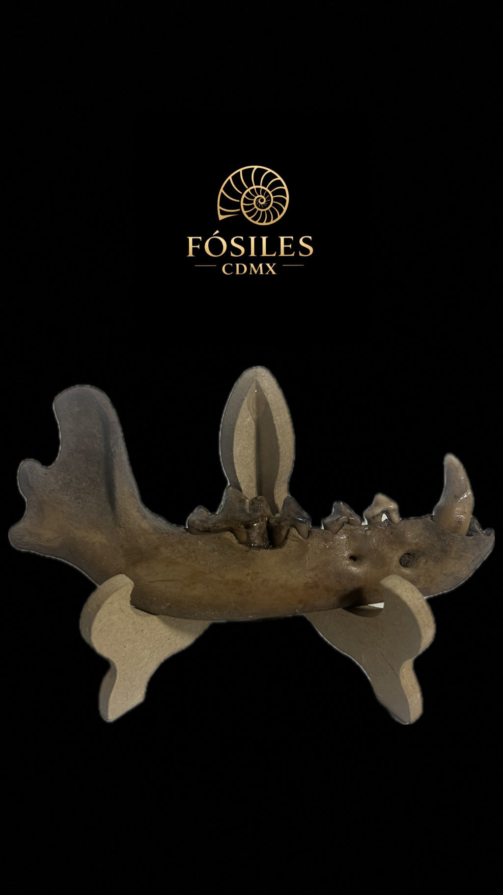Mandíbula de coyote -13cm