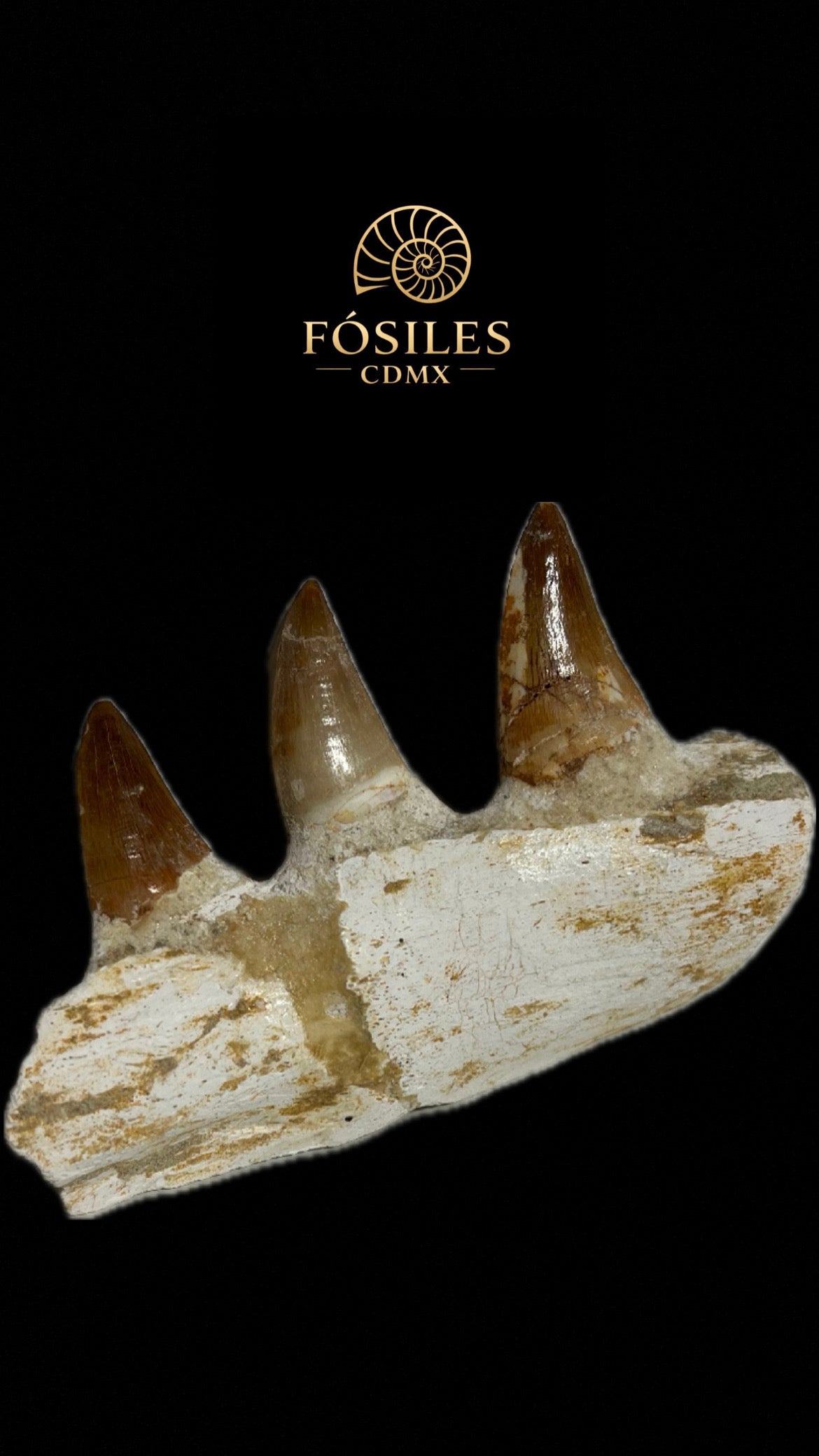 Mandíbula de mosasaurio-10cm