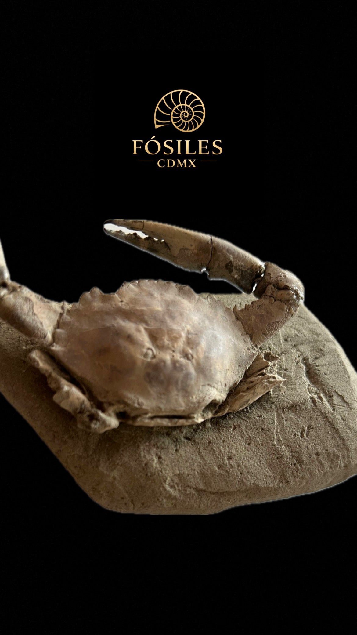 Cangrejo fosilizado