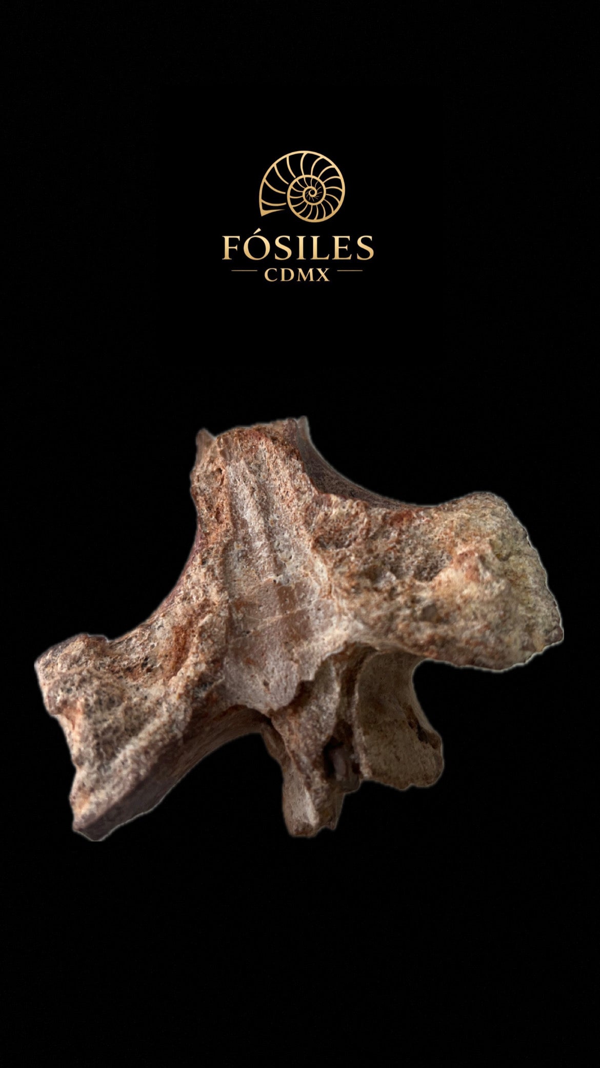 Vértebra de Spinosaurus-10cm