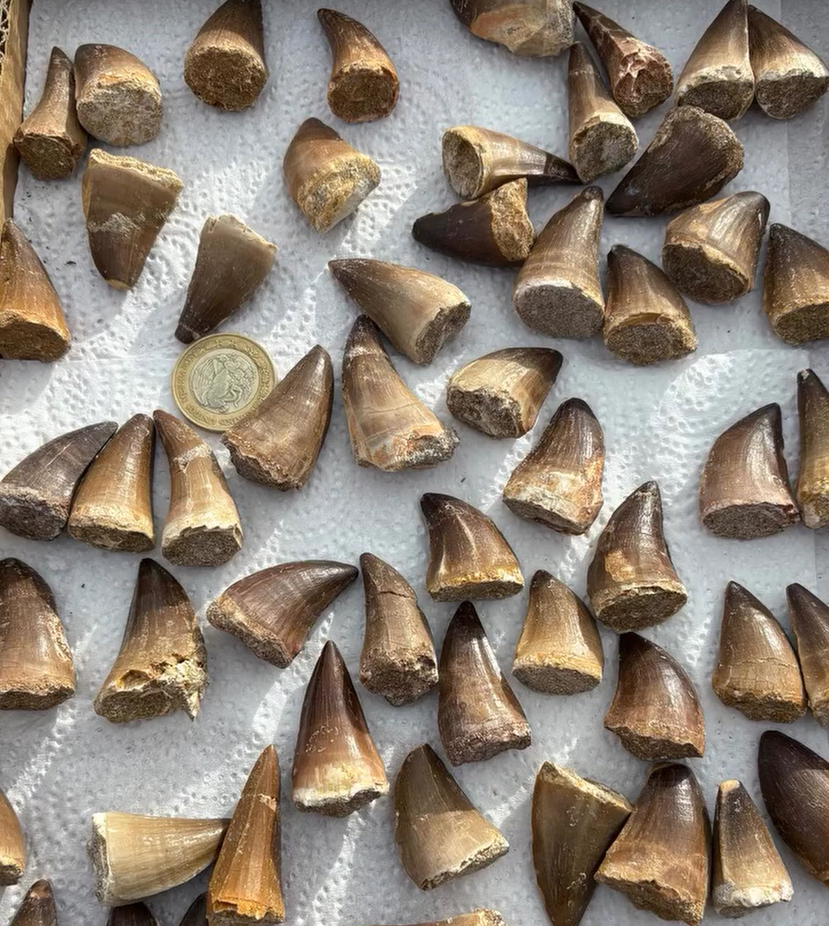 Dientes de mosasaurio prognathodon-3-5cm