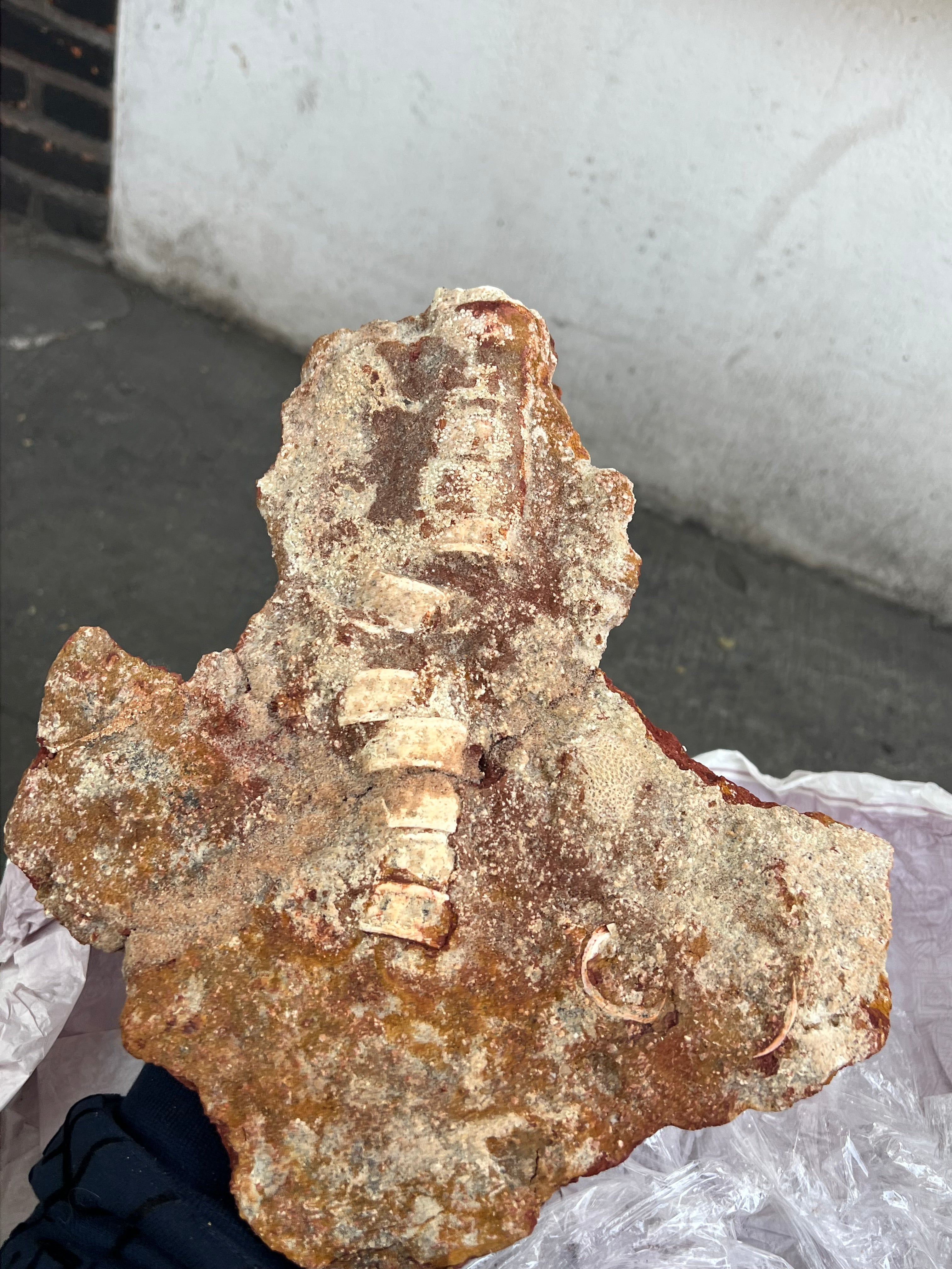 Onchopristis (Vértebras, piel, escamas y microdientes)