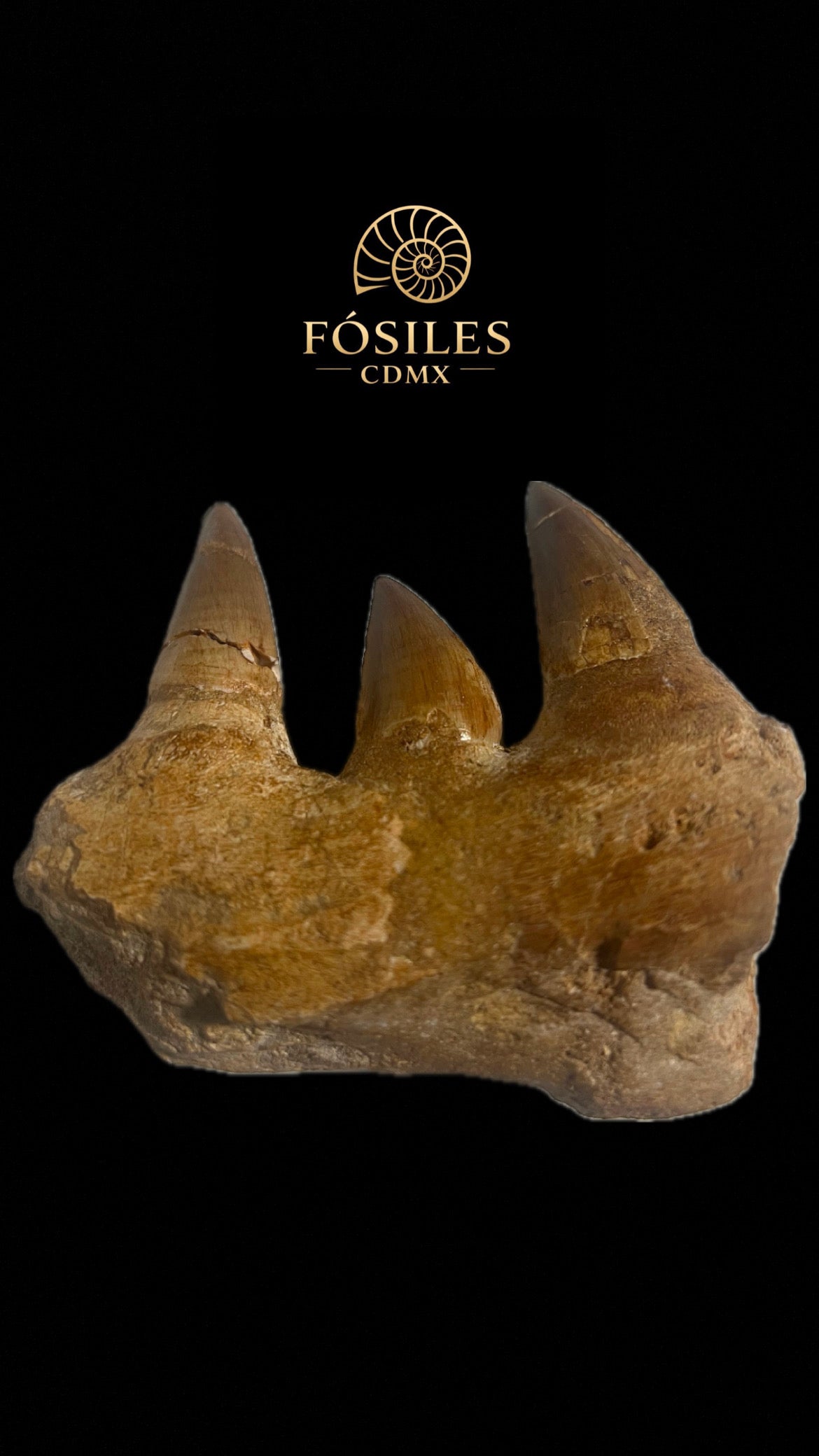 Mandíbula de mosasaurio-13cm