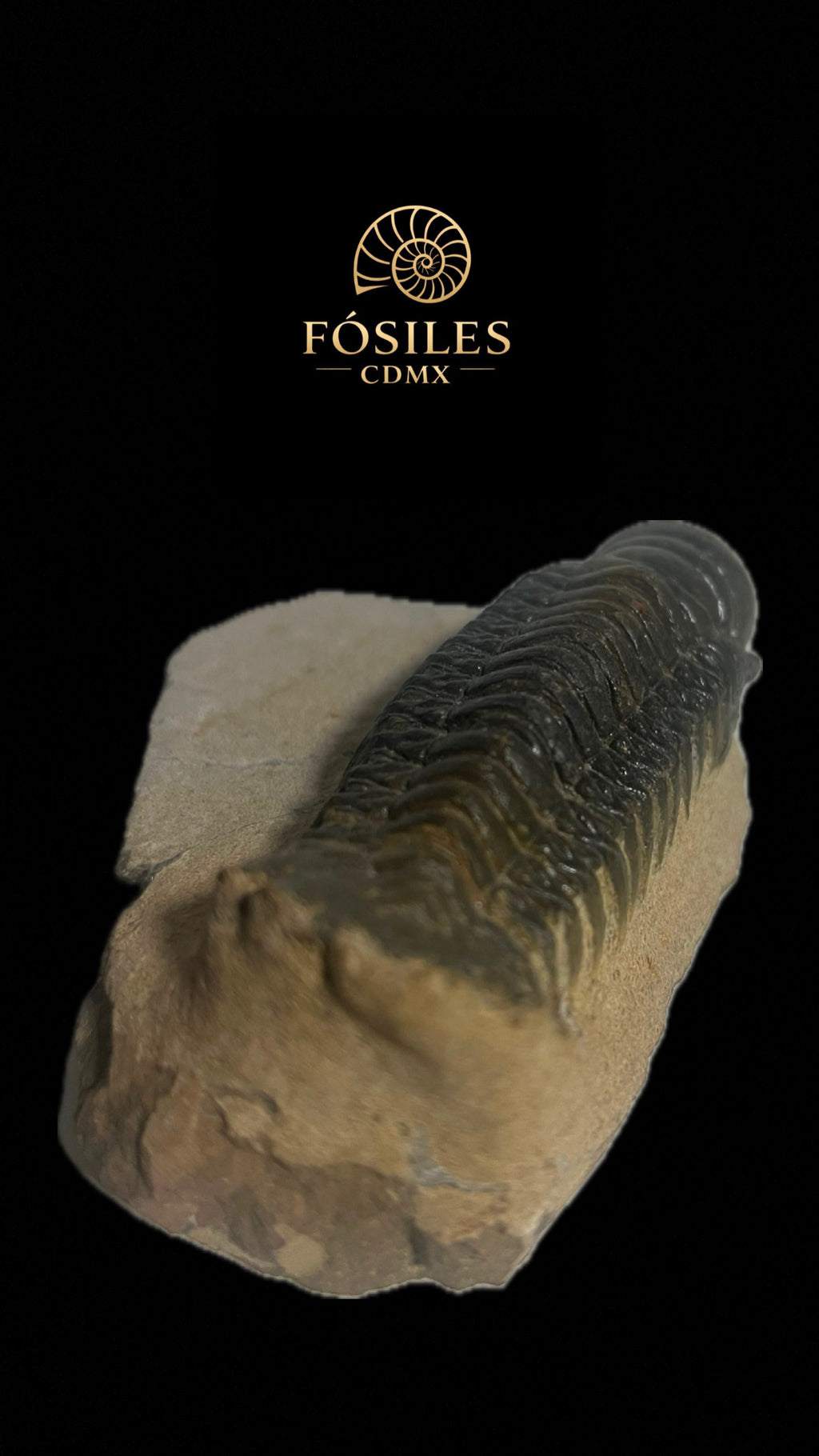 Trilobite phacops-14cm