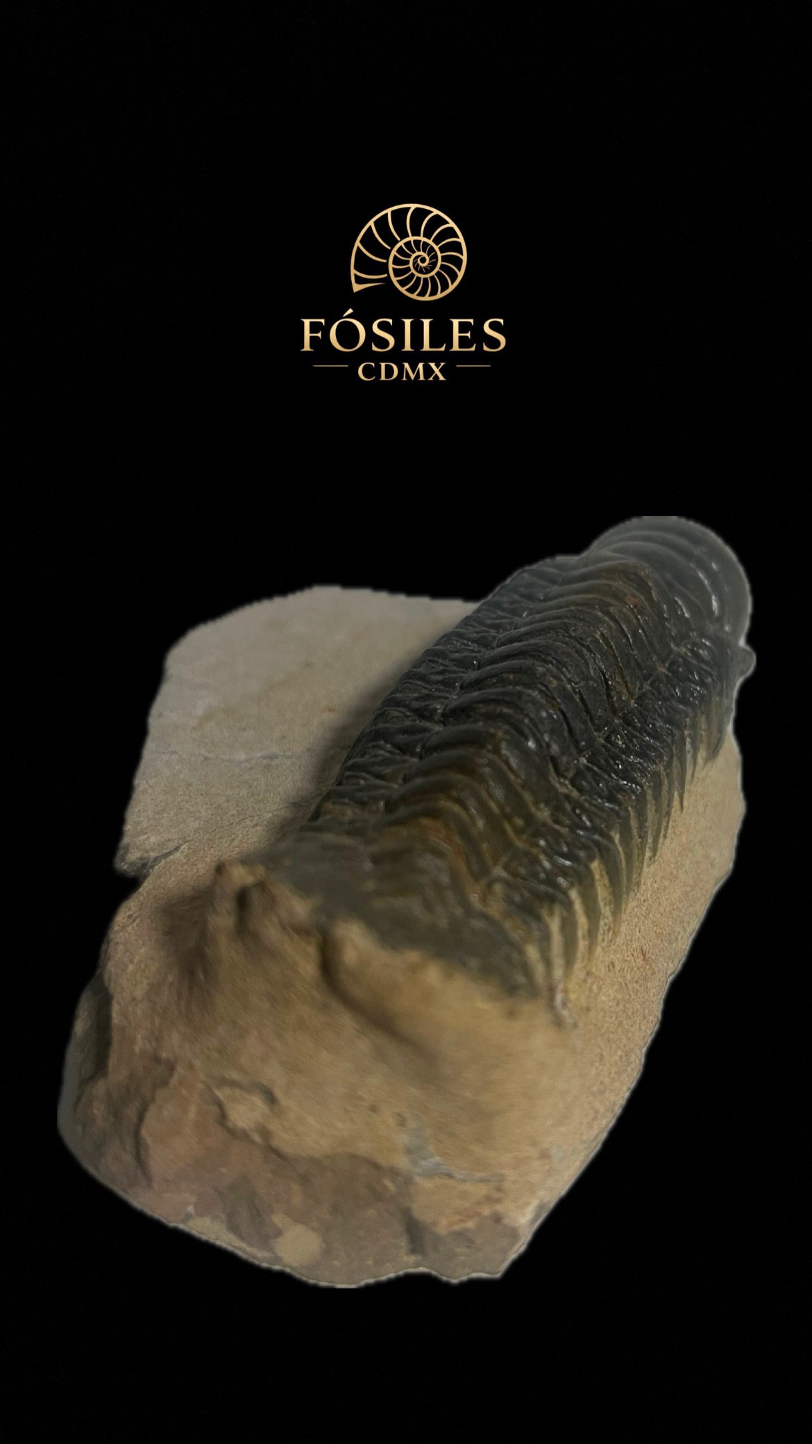 Trilobite phacops-14cm