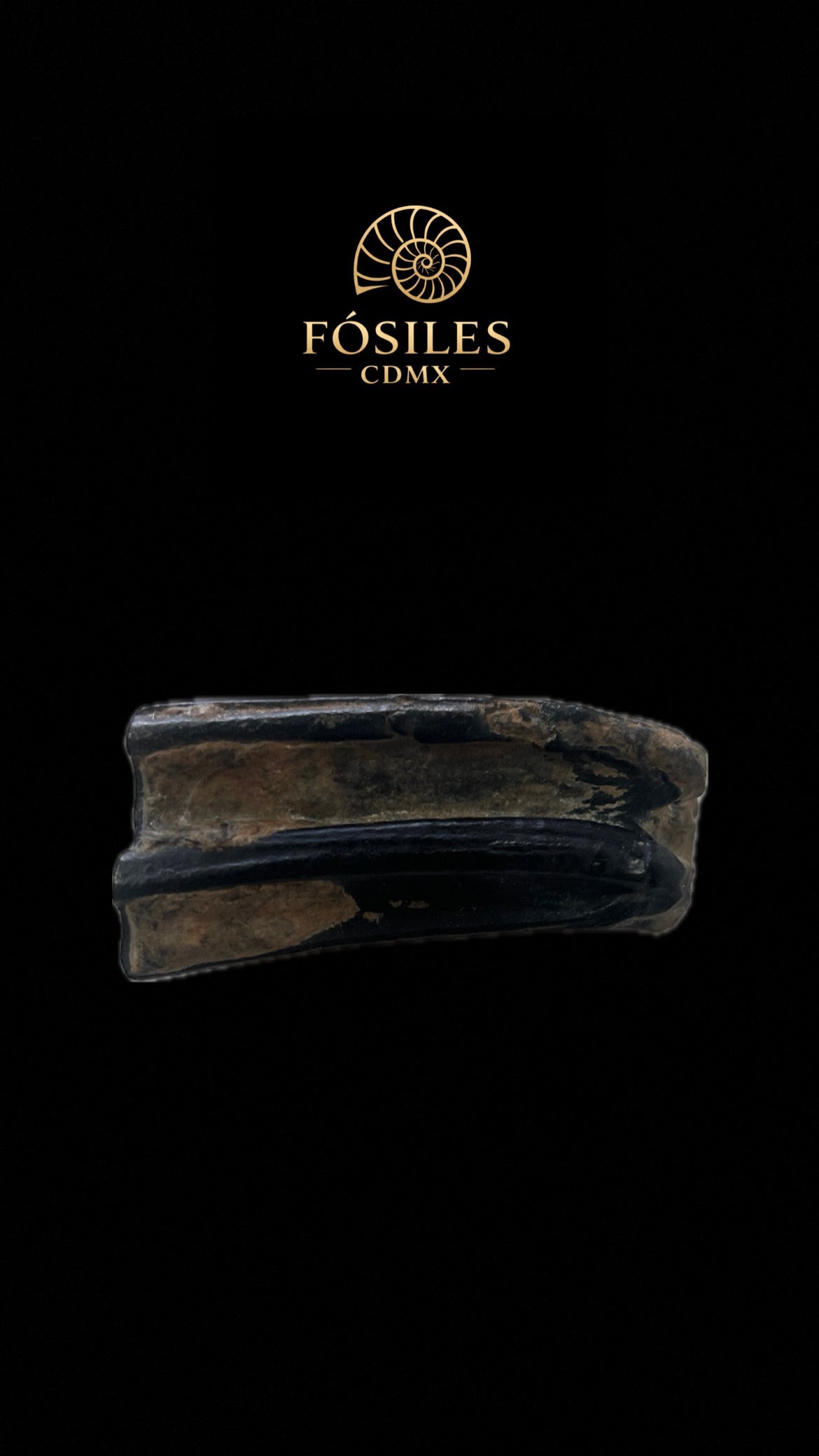 Diente de caballo prehistórico-3x8cm