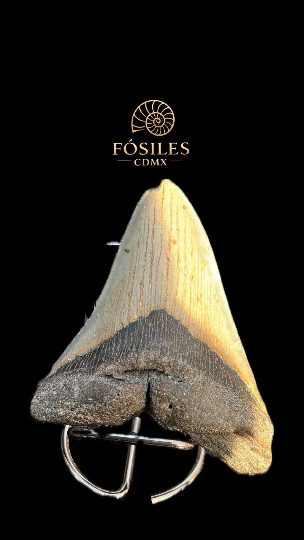 Diente de megalodon -14cm