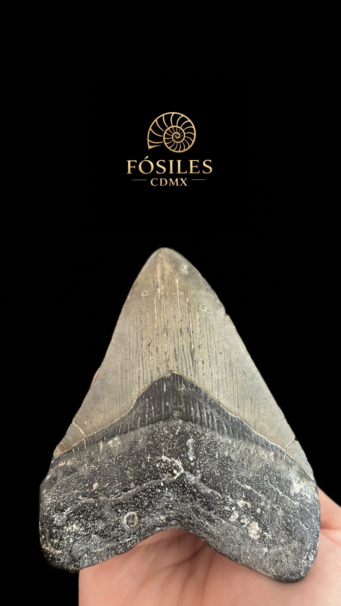 Diente de megalodon-14cm