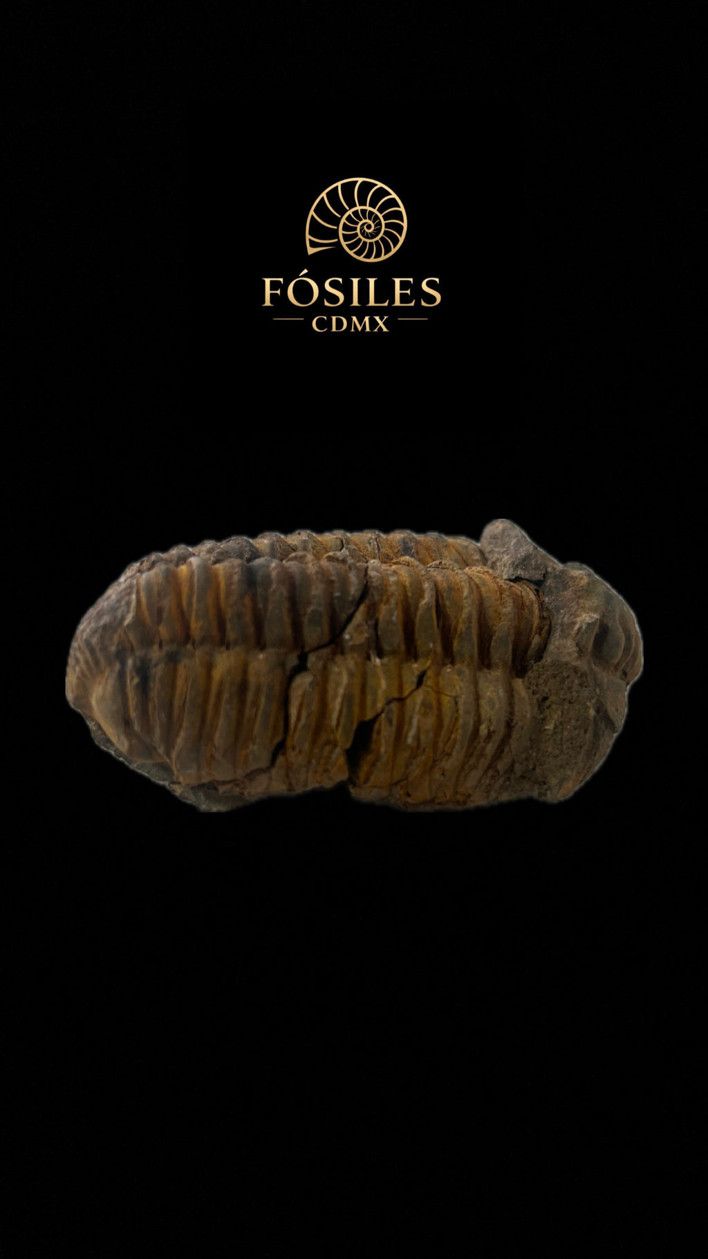 Trilobite