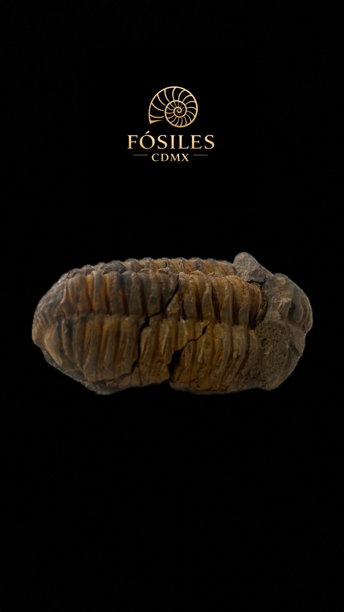 Trilobite
