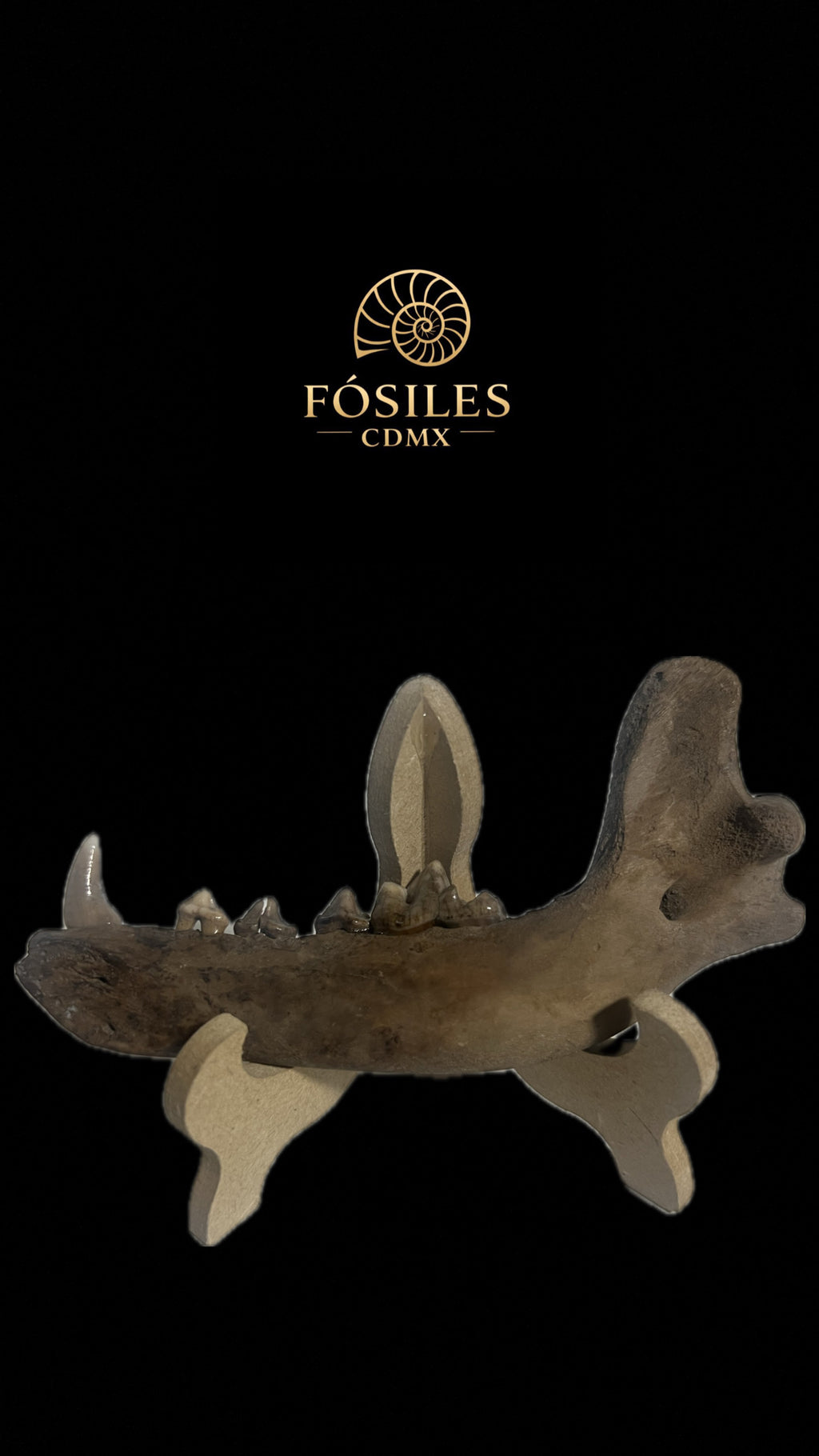 Mandíbula de coyote -13cm