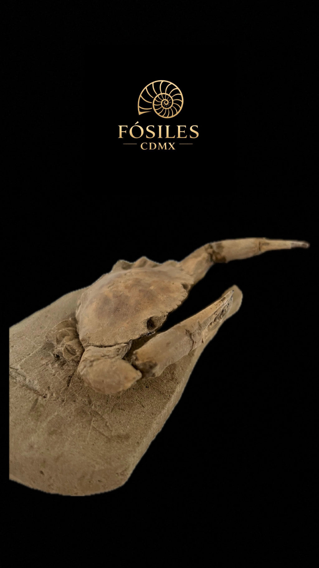 Cangrejo fosilizado