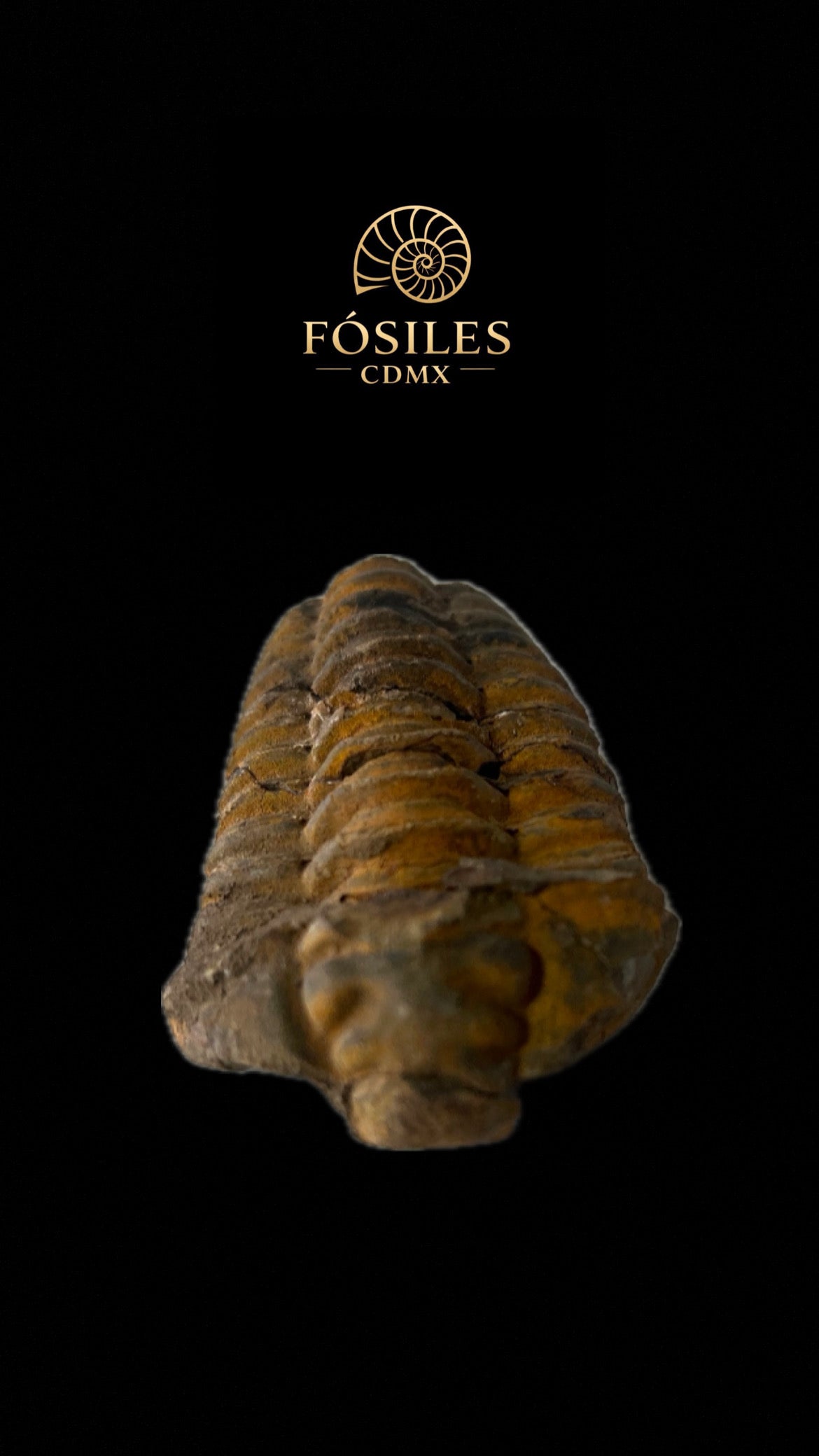 Trilobite