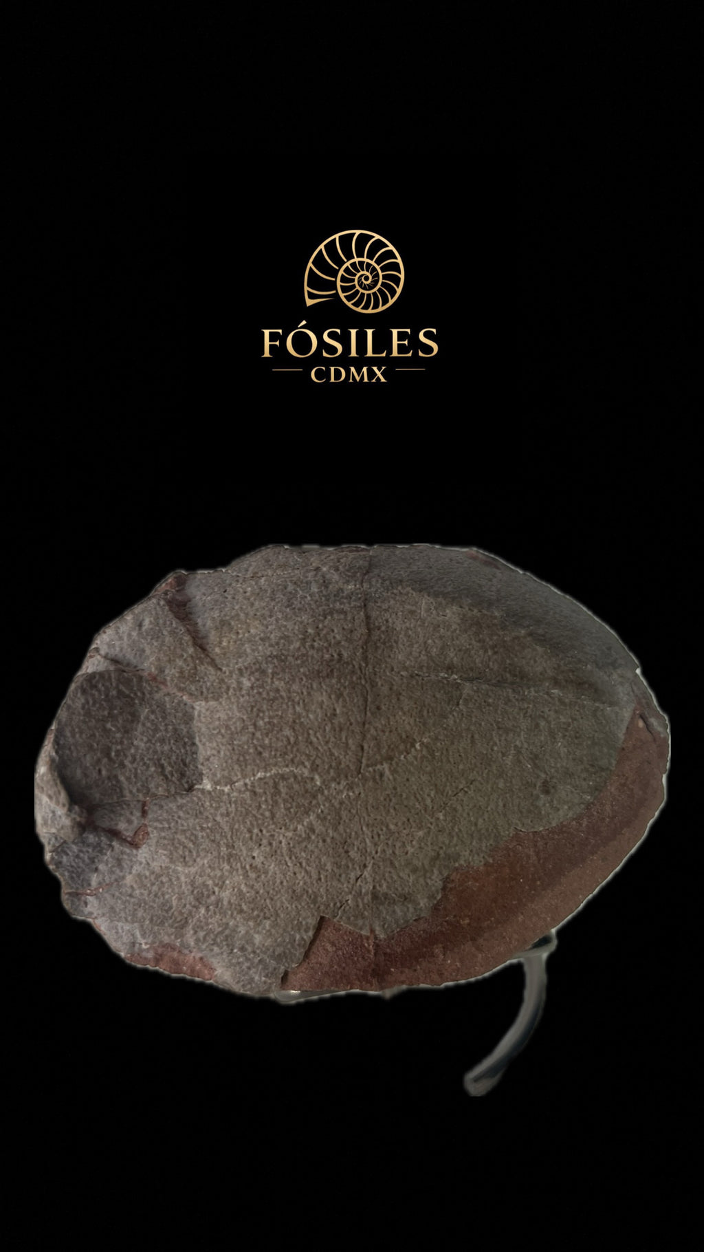 Huevo de dinosaurio (protoceratops) -14cm