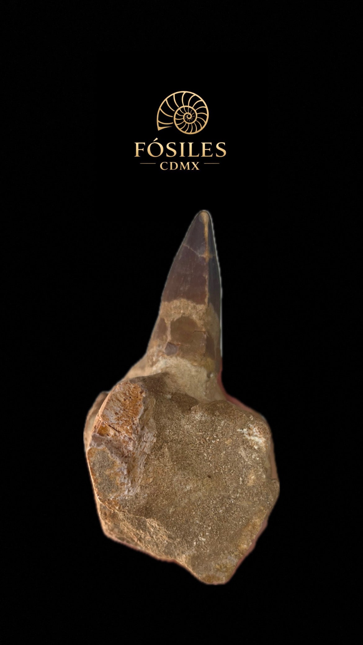 Súper mandíbula de mosasaurio-35cm