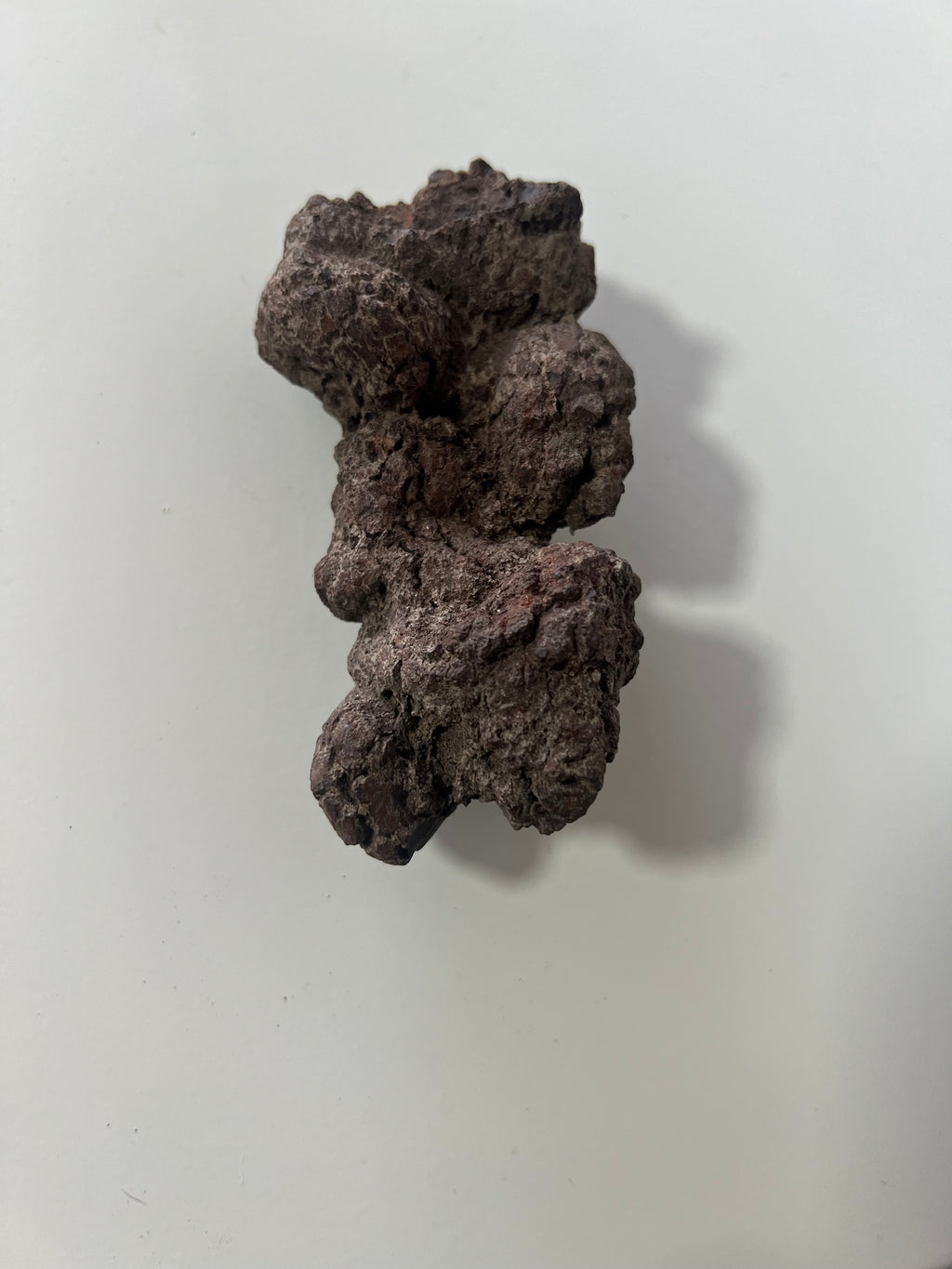 Coprolito de dinosaurio-4x9cm