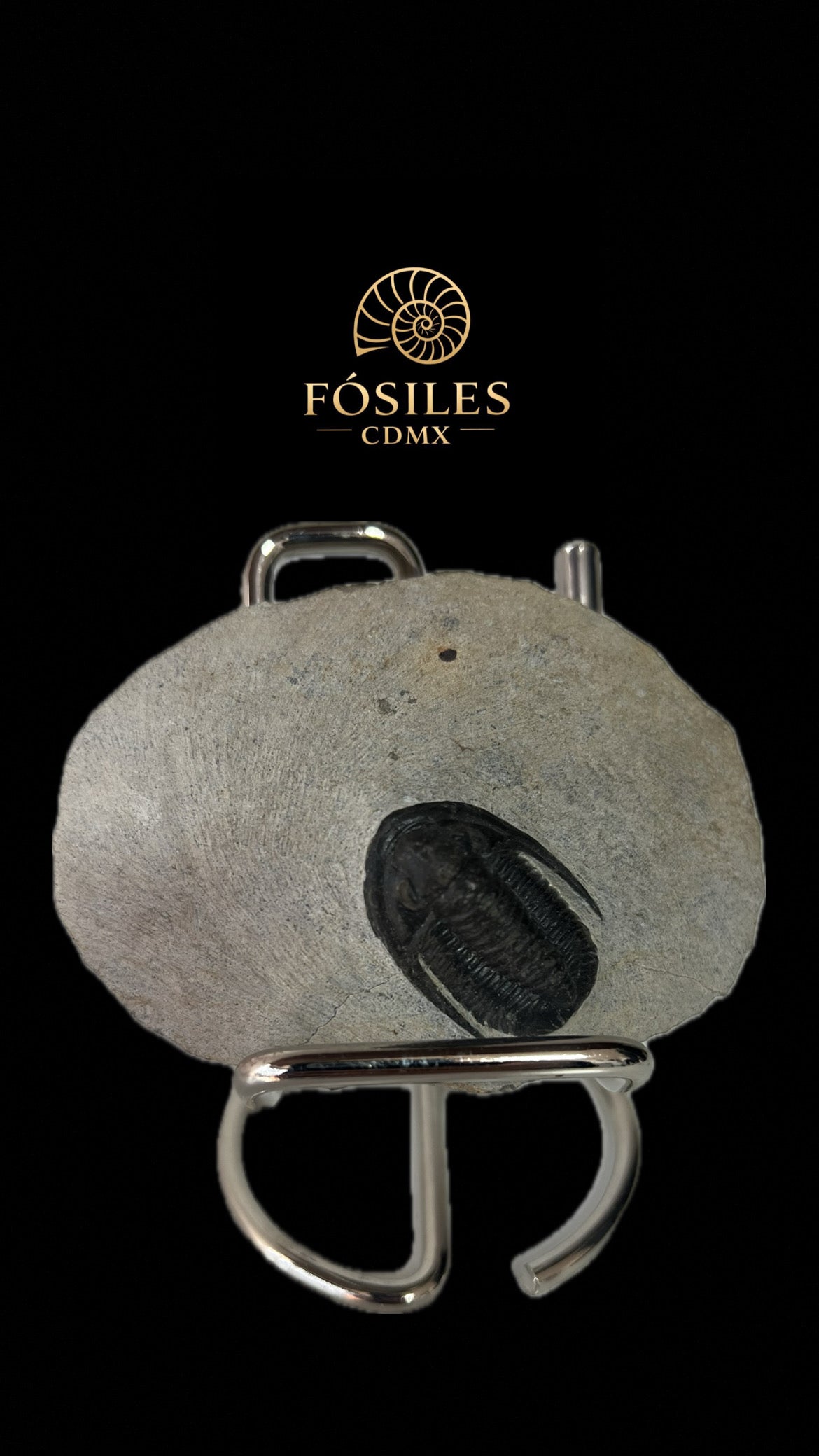 Trilobite cornuproteus -10cm