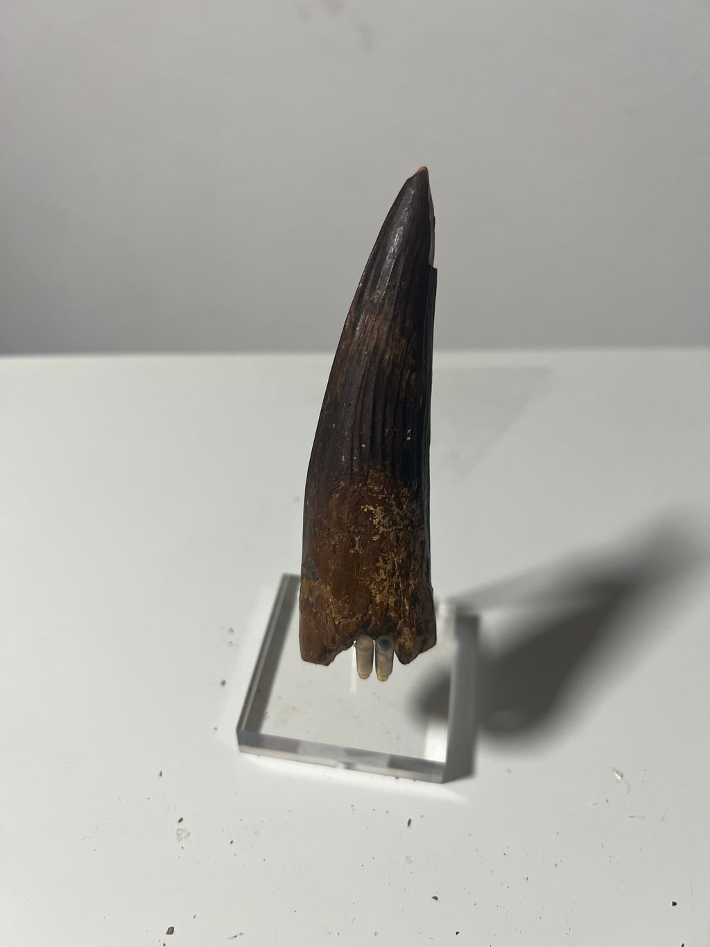 Gran diente de spinosaurio-12cm