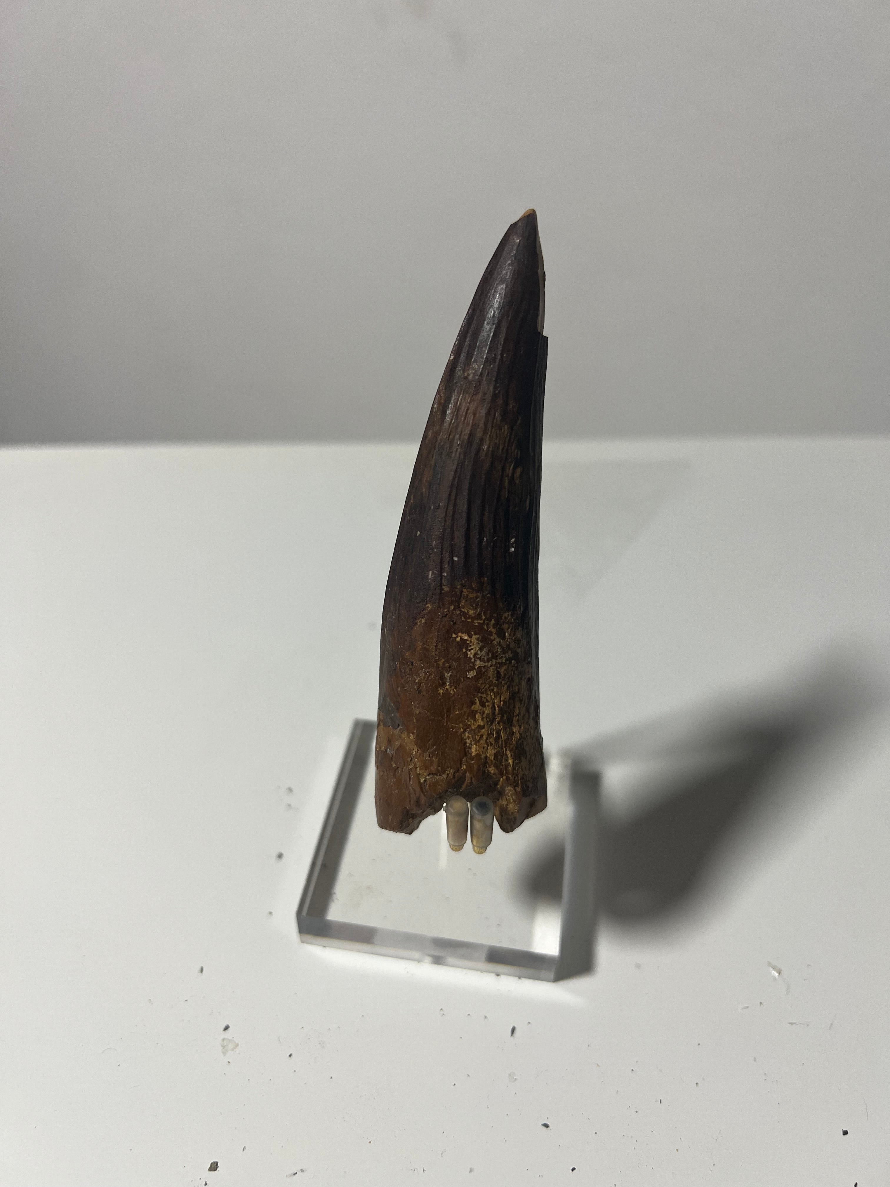 Gran diente de spinosaurio-12cm
