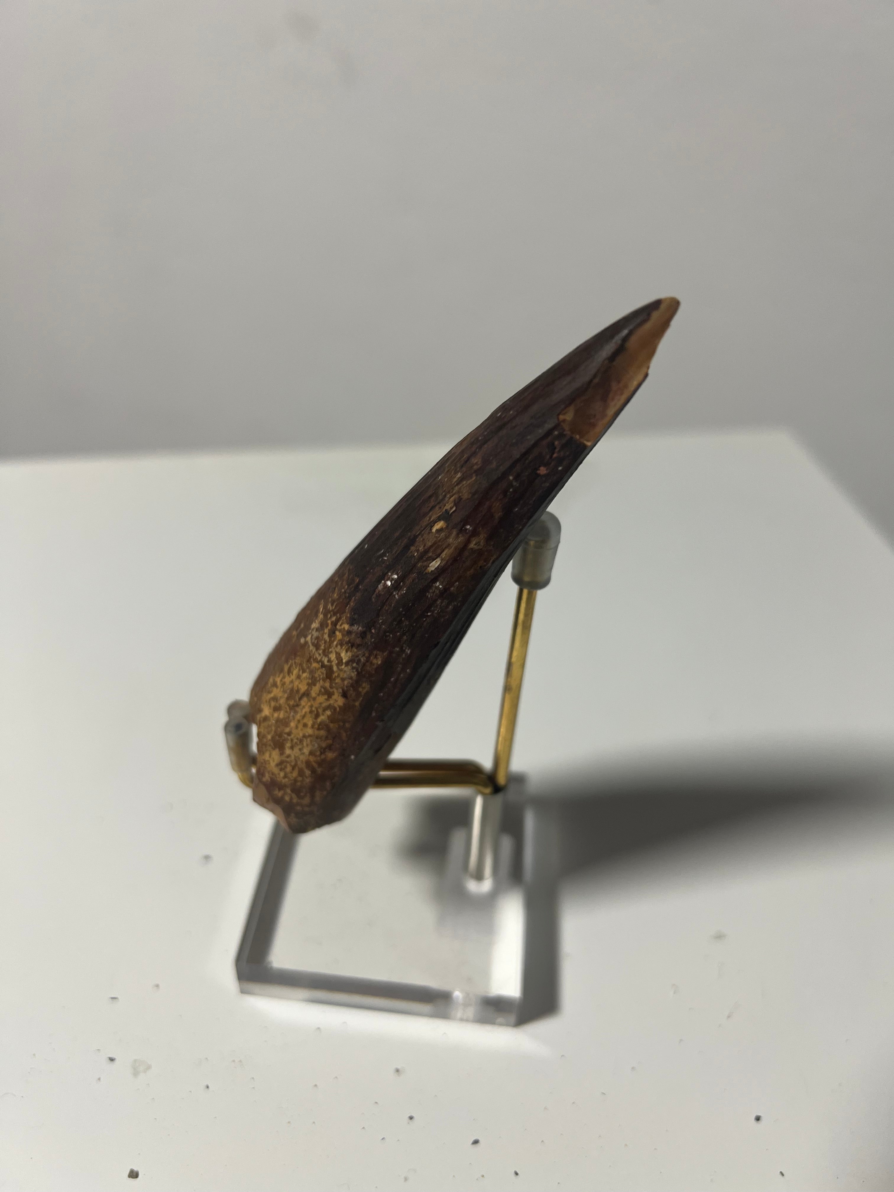 Gran diente de spinosaurio-12cm