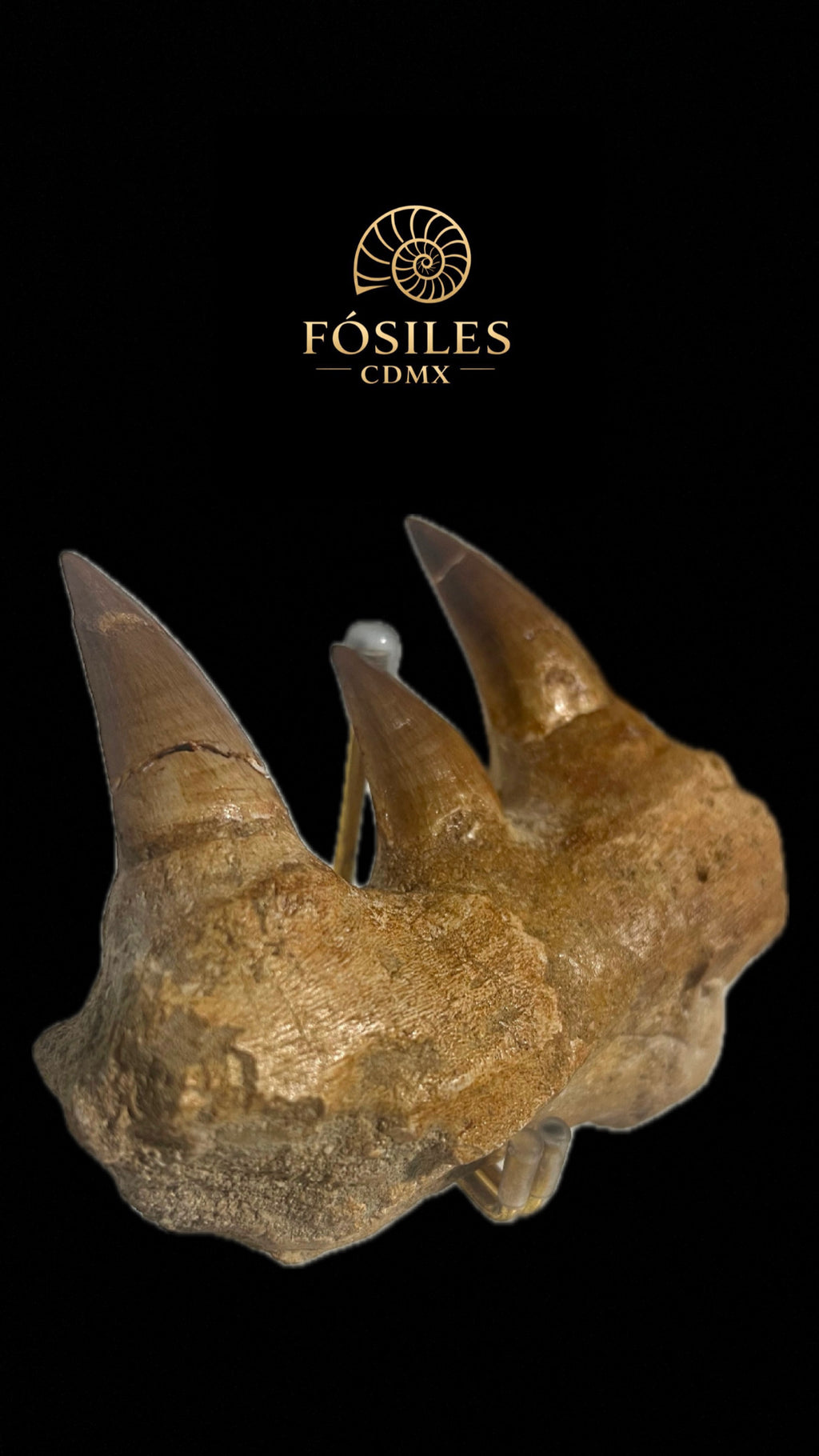 Mandíbula de mosasaurio-13cm