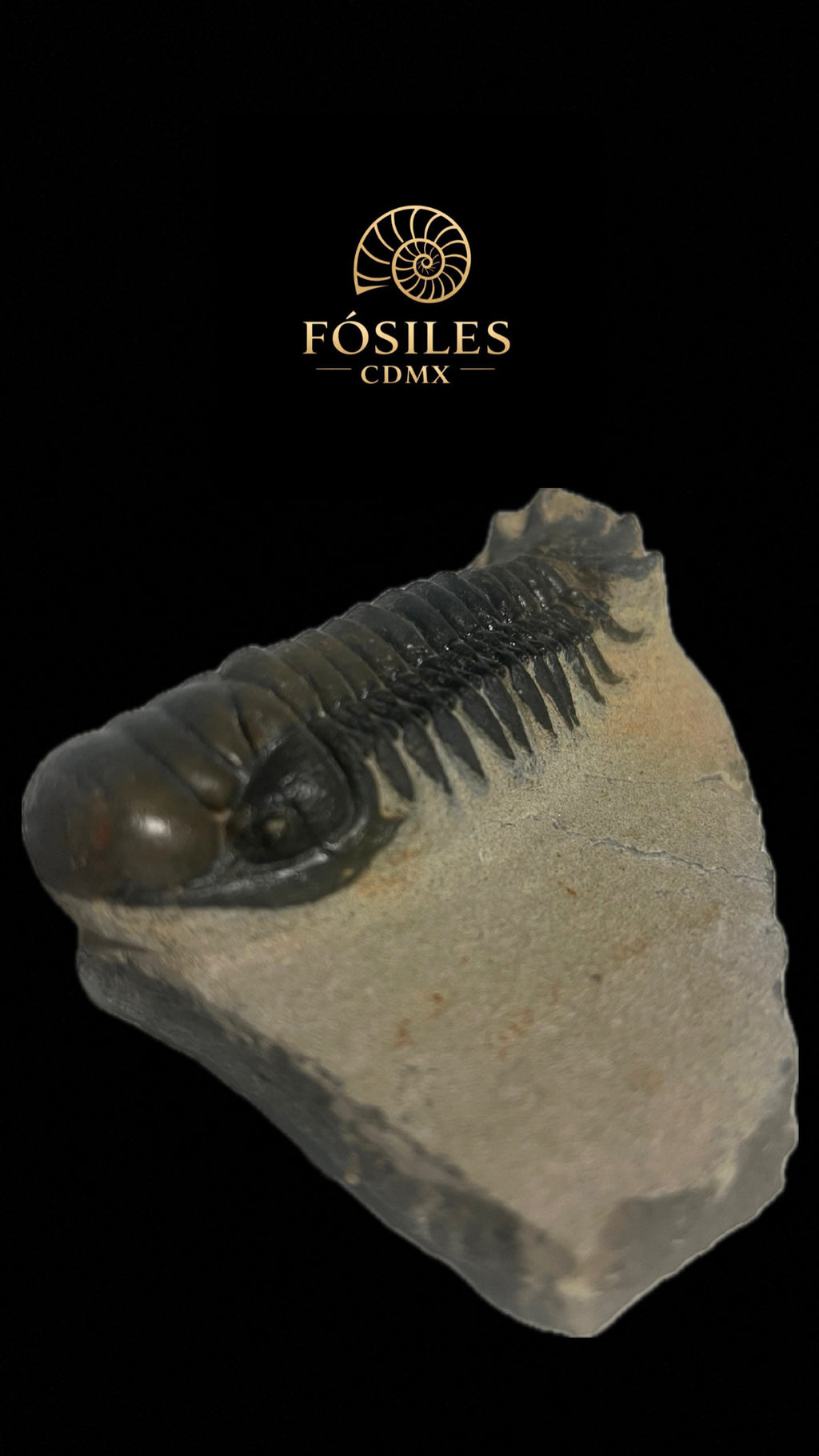 Trilobite phacops-14cm