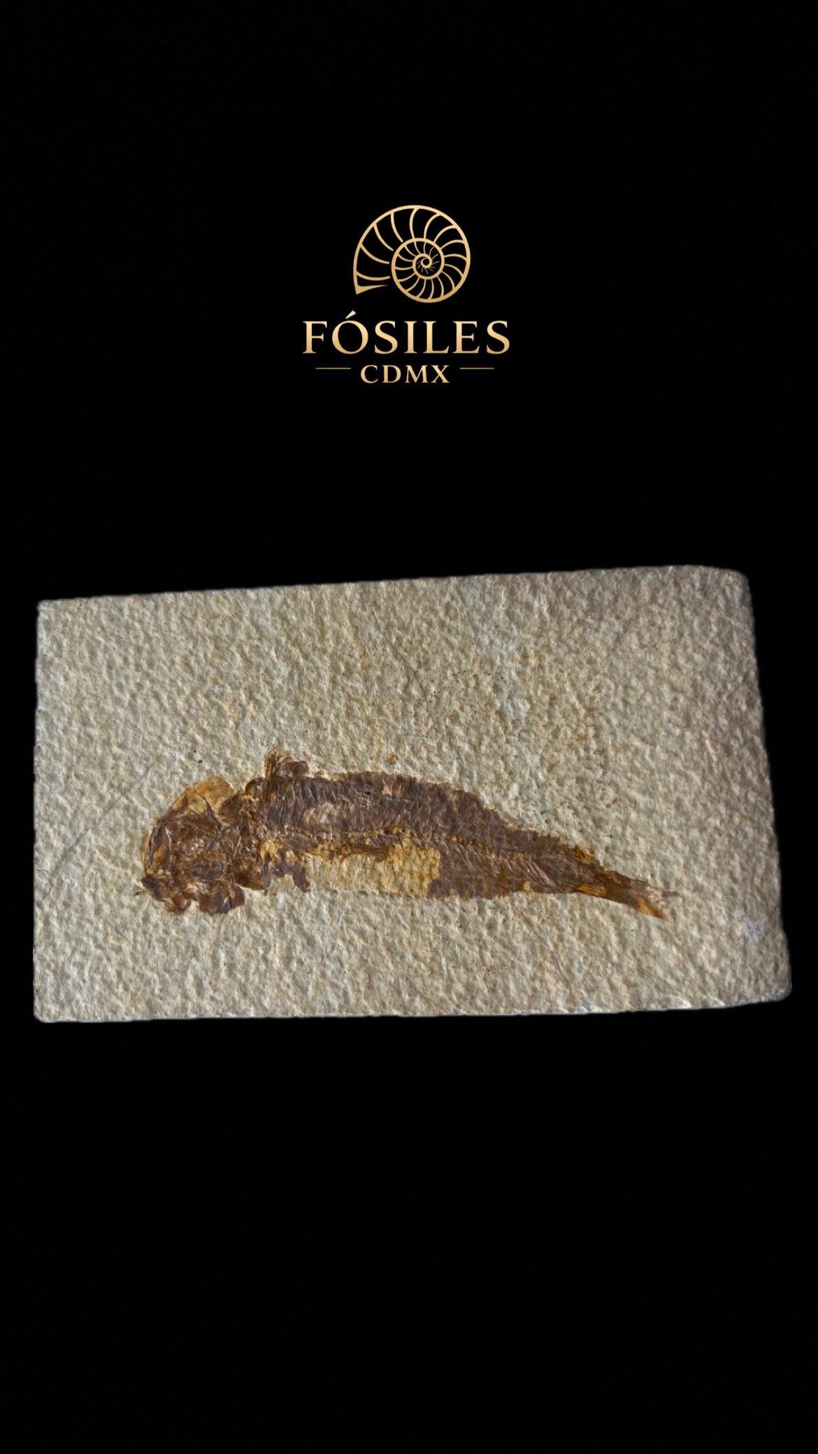 Pez fósil en matriz-15x9cm