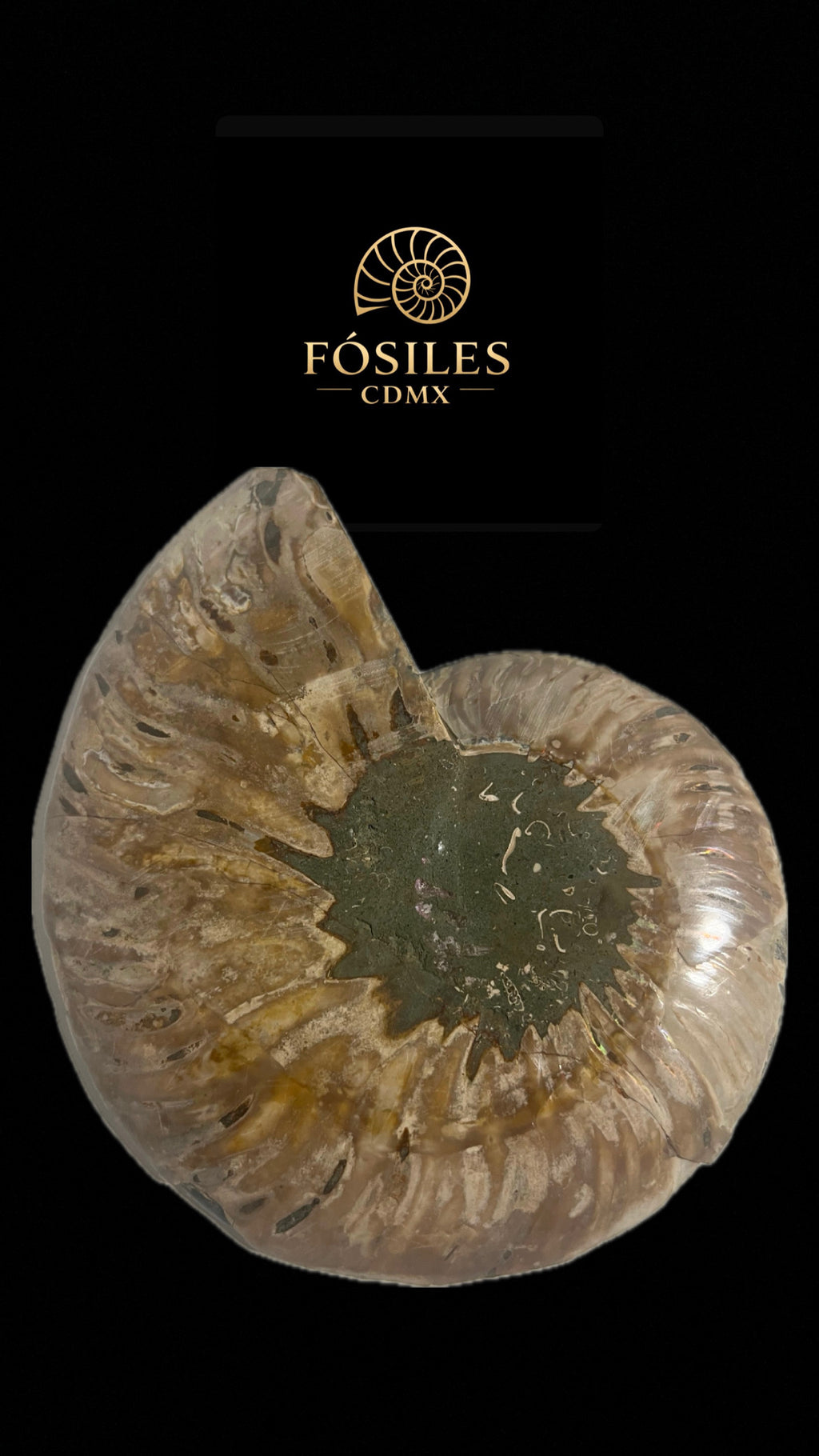 Amonite cleoniceras-18cm