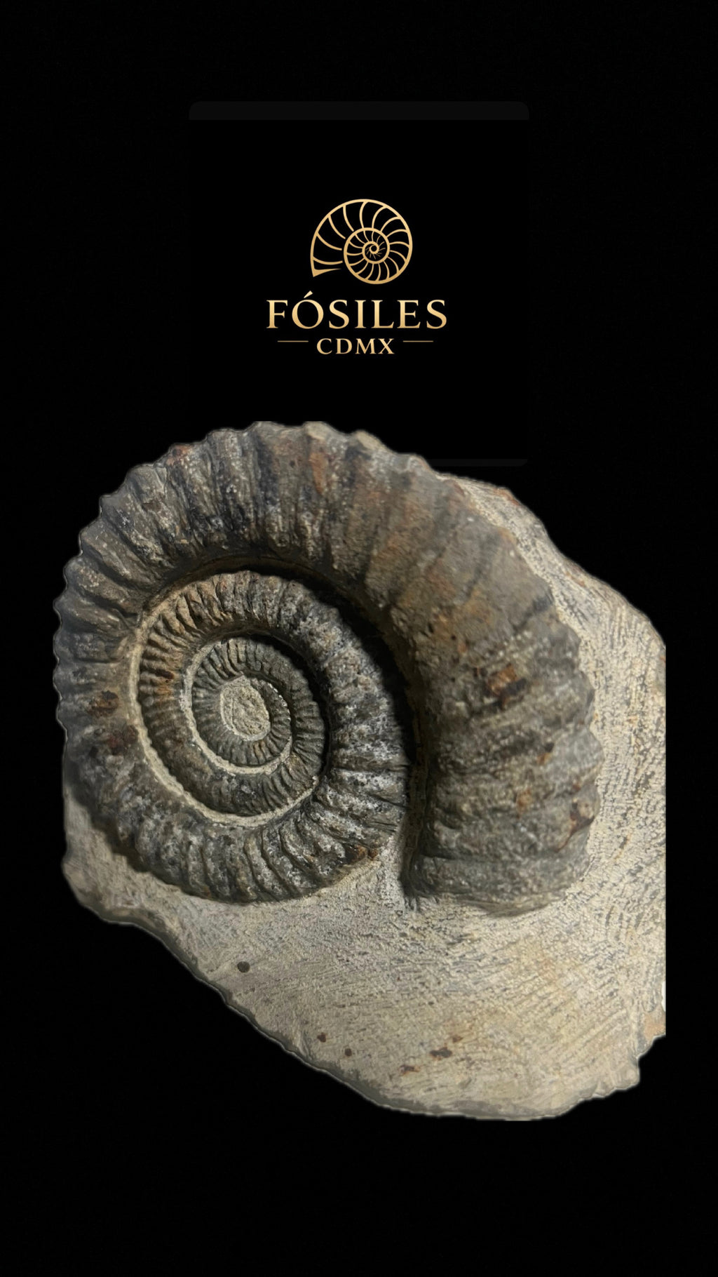 Amonite Perisphinctes-15cm