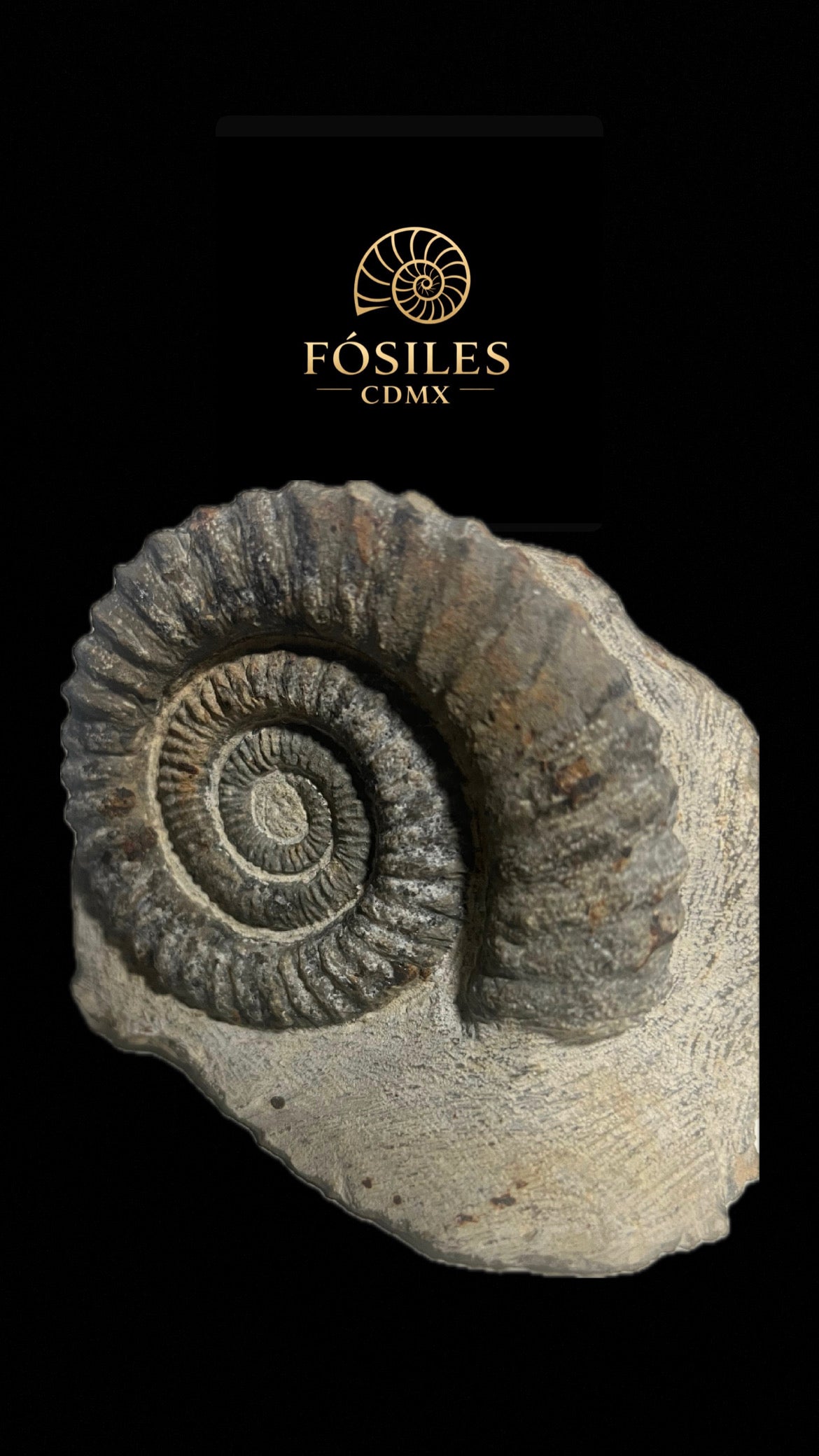 Amonite Perisphinctes-15cm