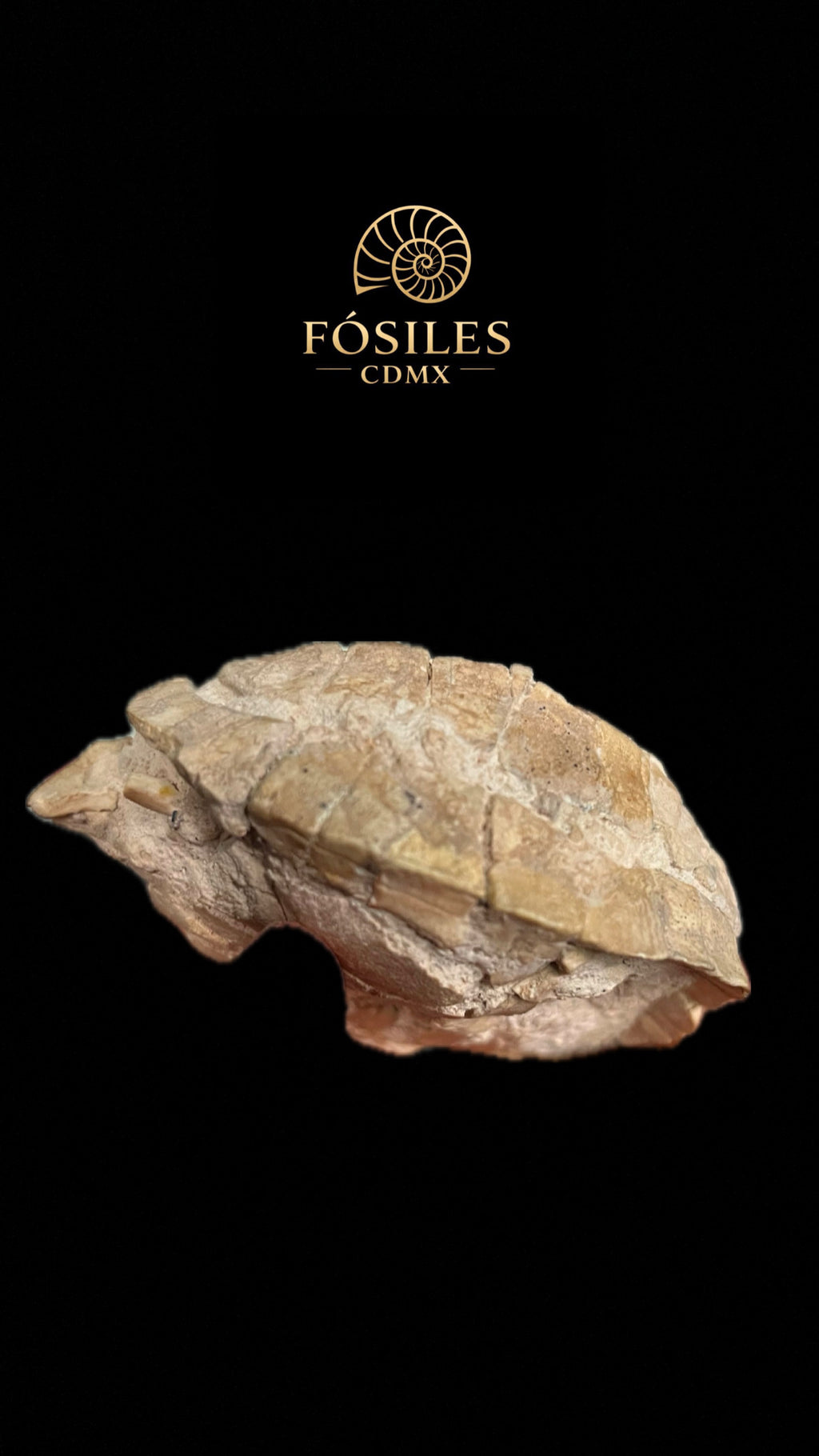 Tortuga fósil
