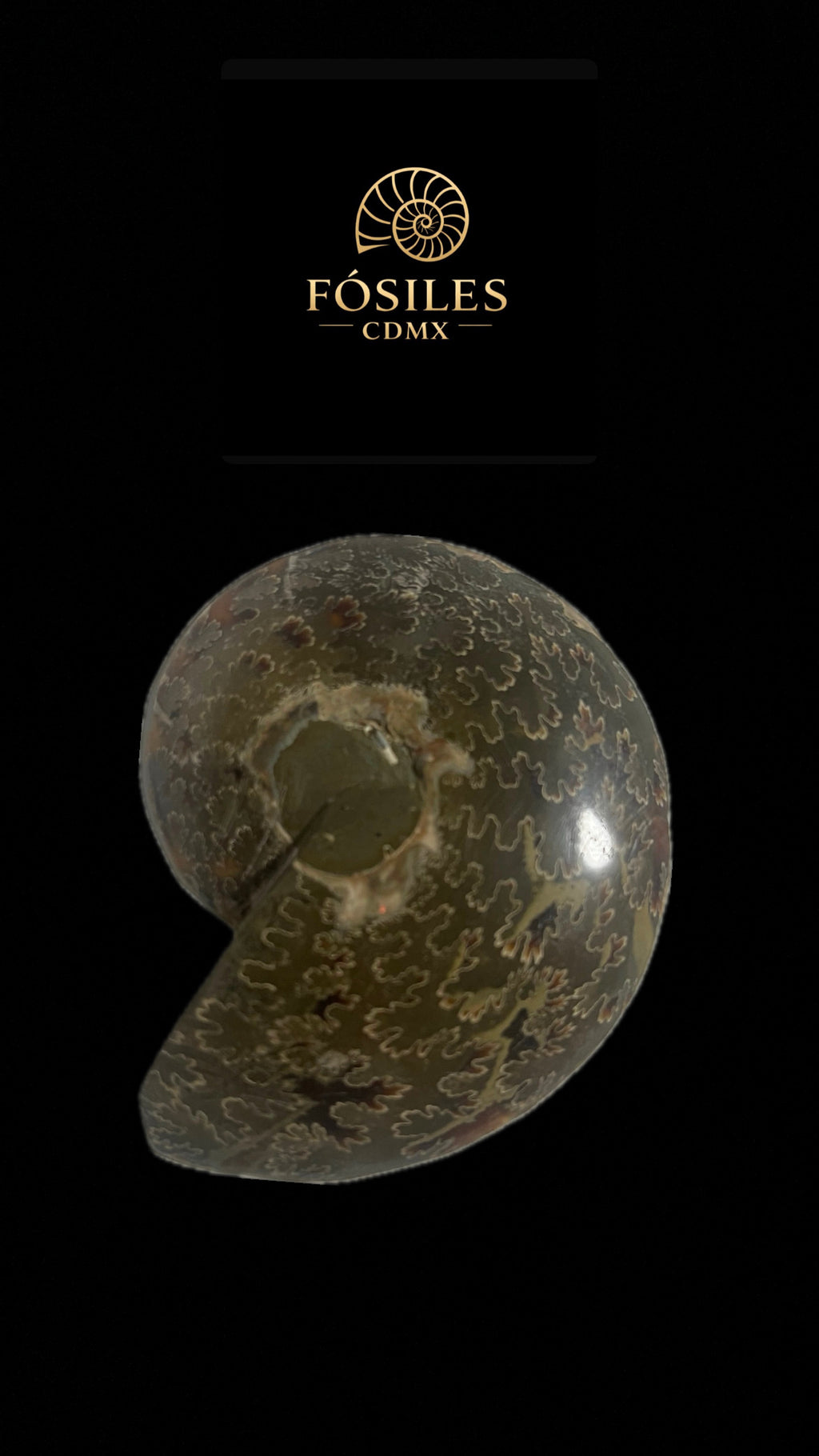 Par Amonite cleoniceras-10cm