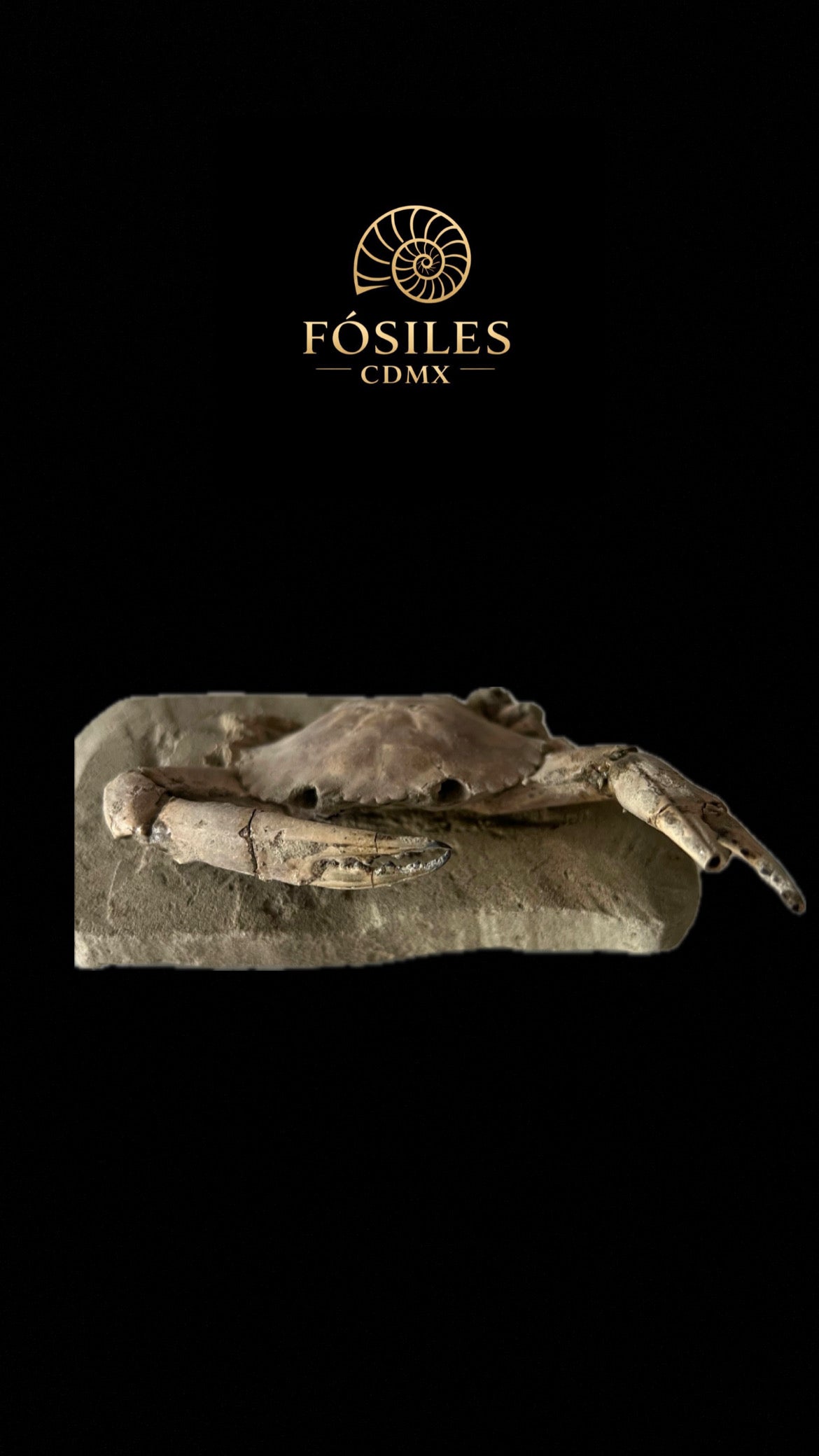 Cangrejo fosilizado